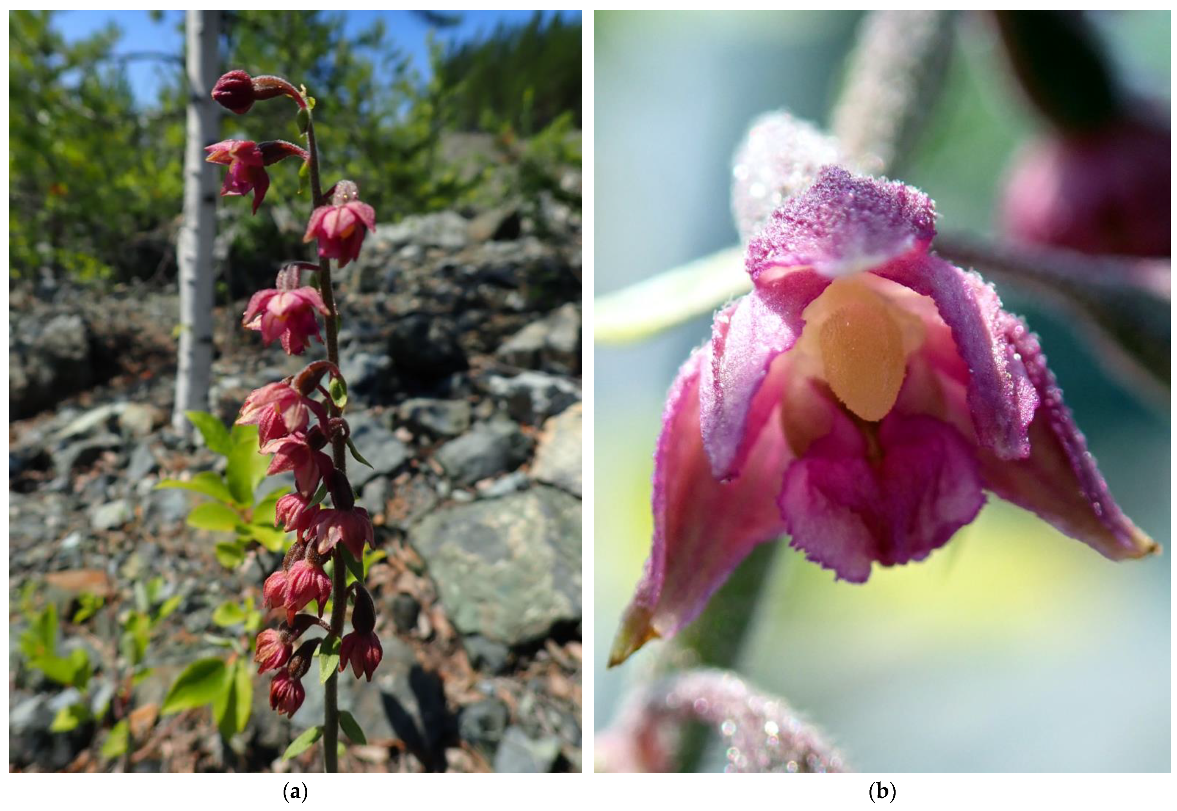 Horticulturae 08 00603 g001