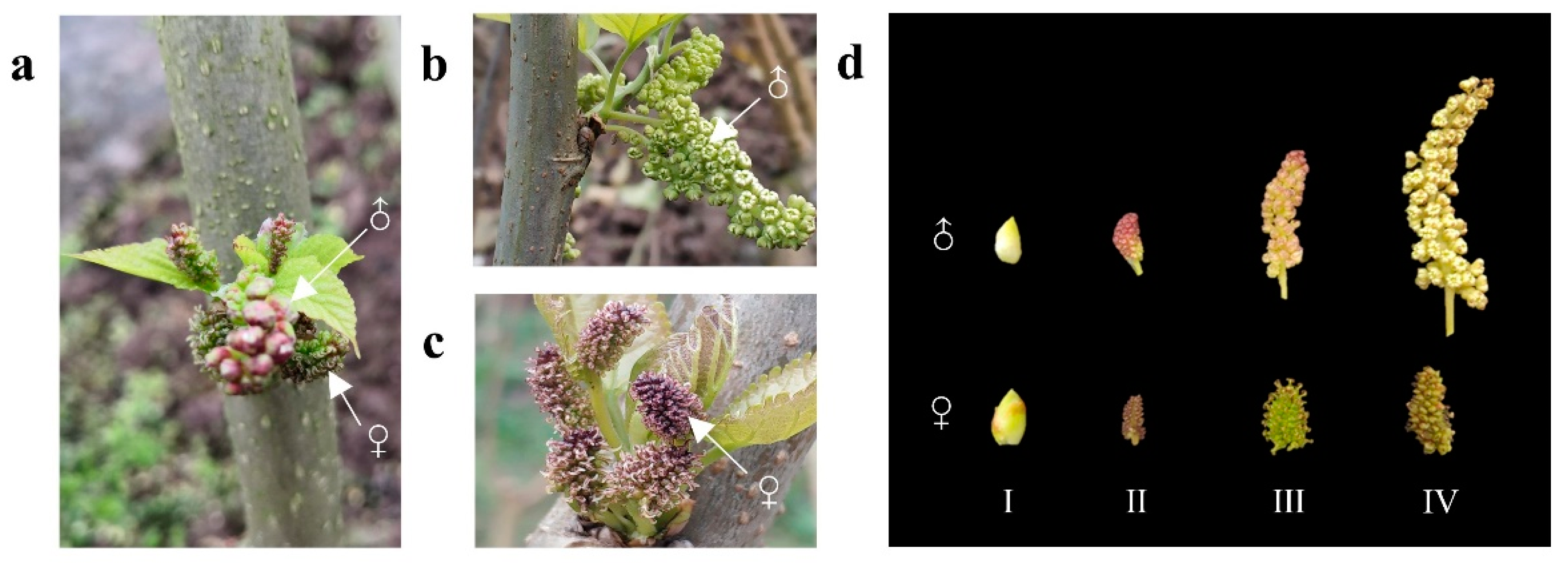 Horticulturae 08 00625 g001