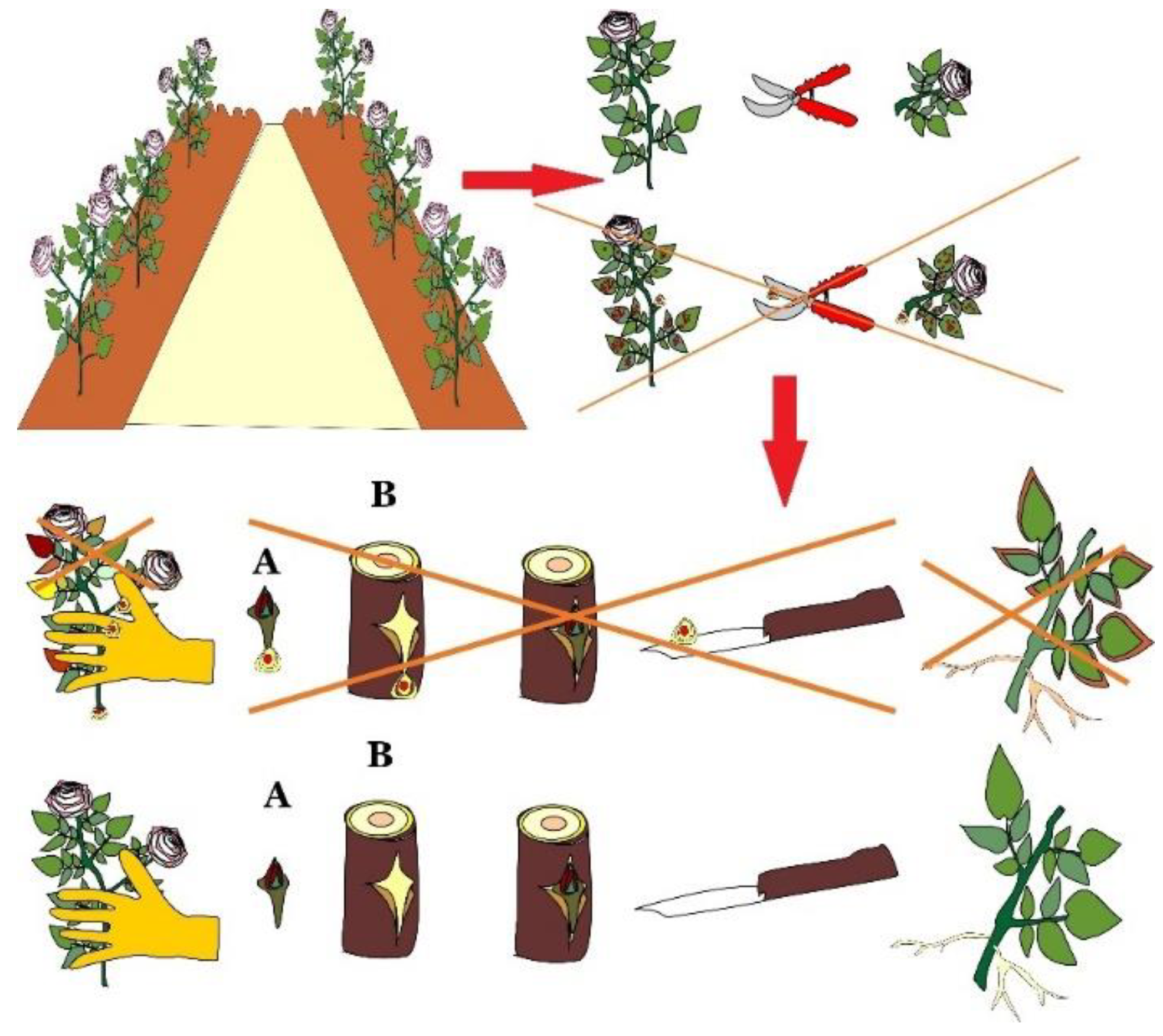 Horticulturae 08 00629 g004 Horticulturae 08 00629 g004