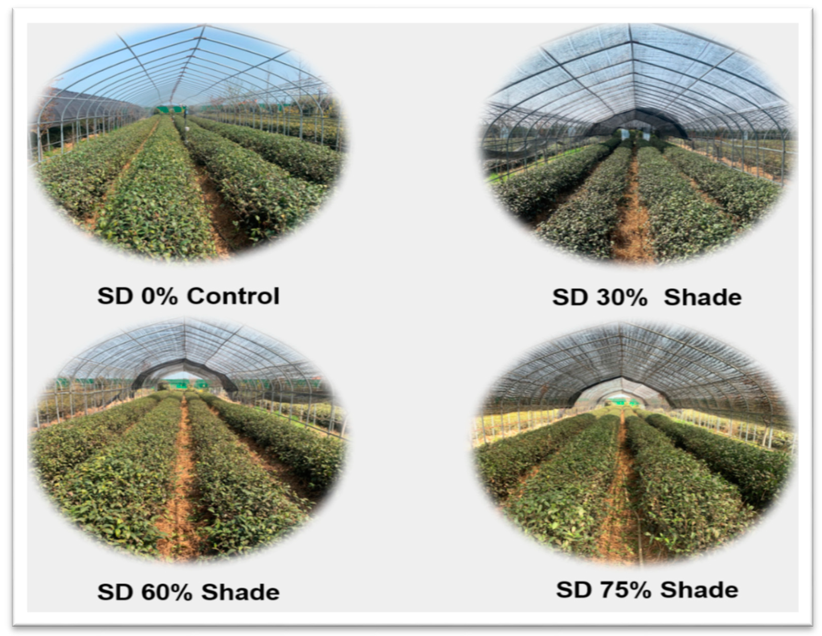 Horticulturae 08 00637 g001