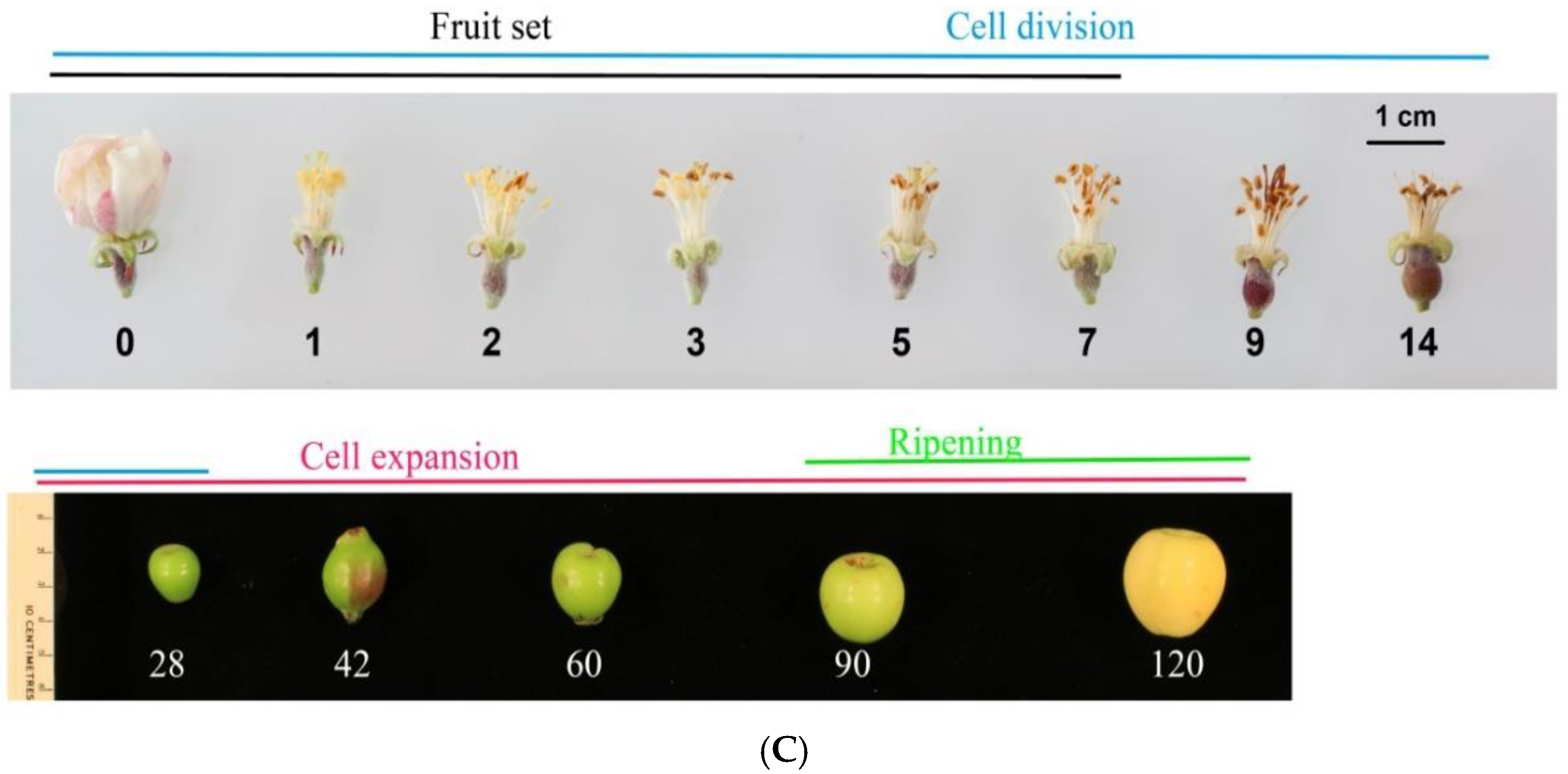 Horticulturae 08 00657 g001b