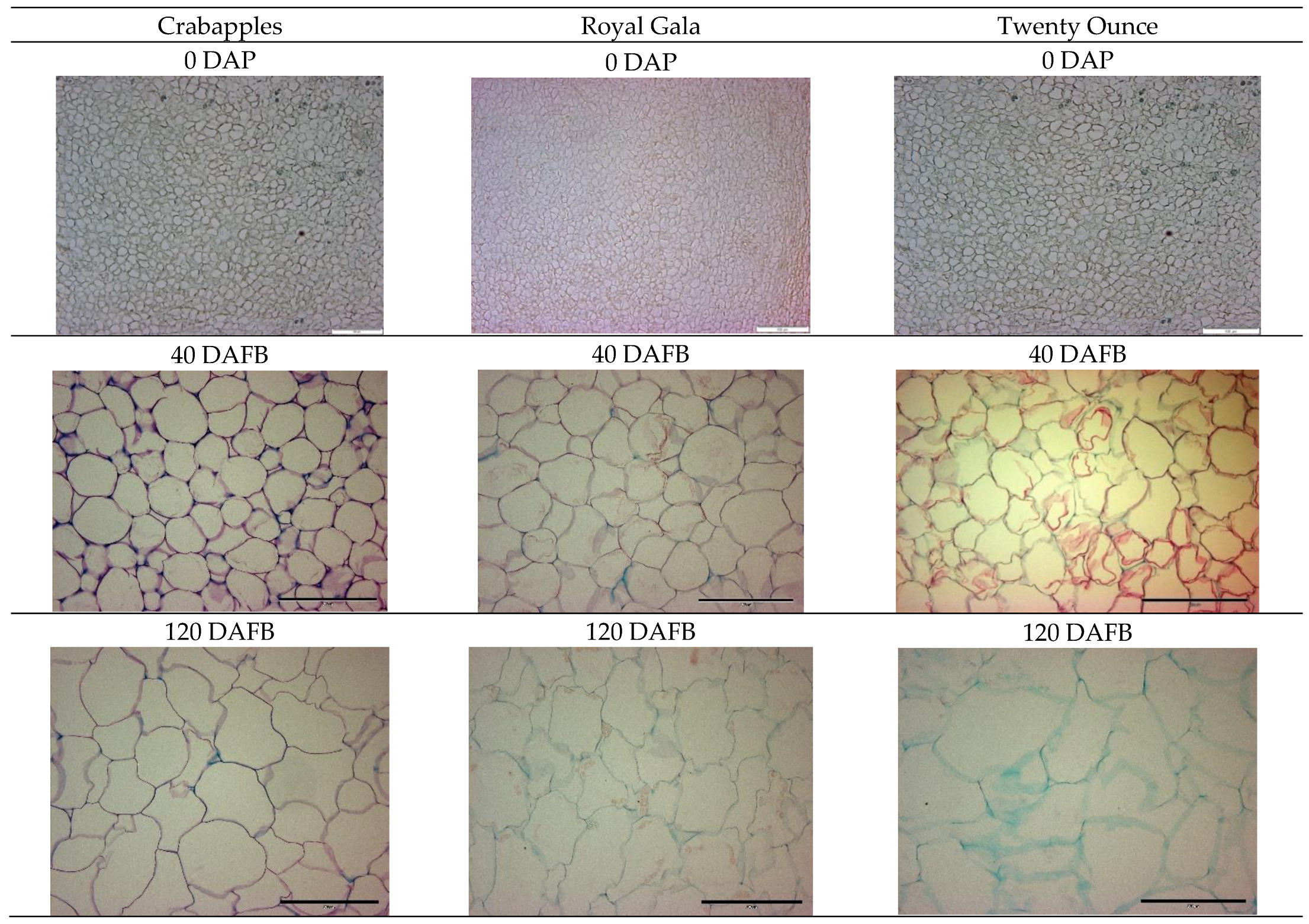 Horticulturae 08 00657 g004