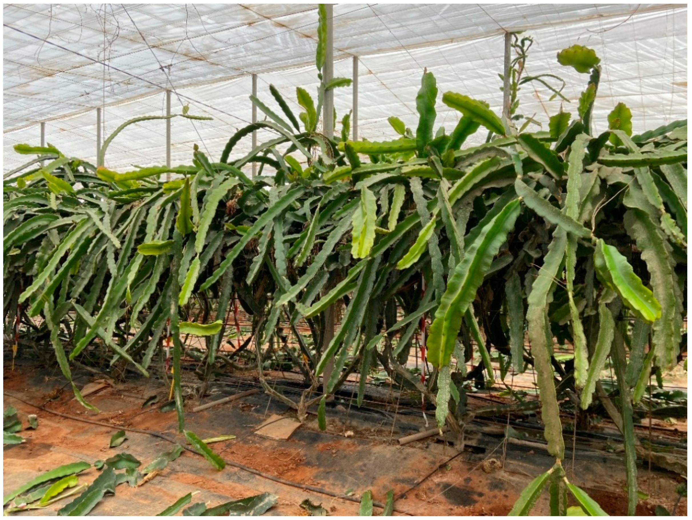 Horticulturae 08 00661 g003 Horticulturae 08 00661 g003