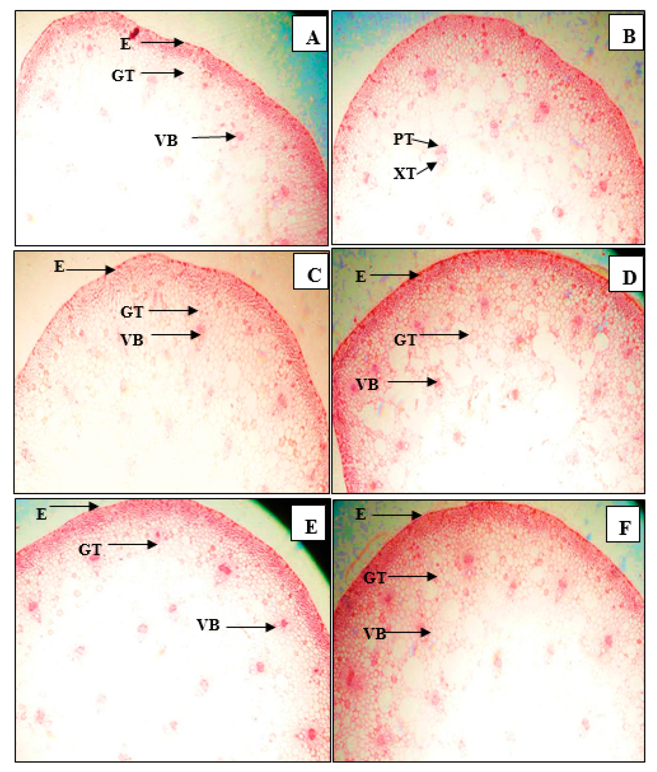 Horticulturae 08 00678 g006