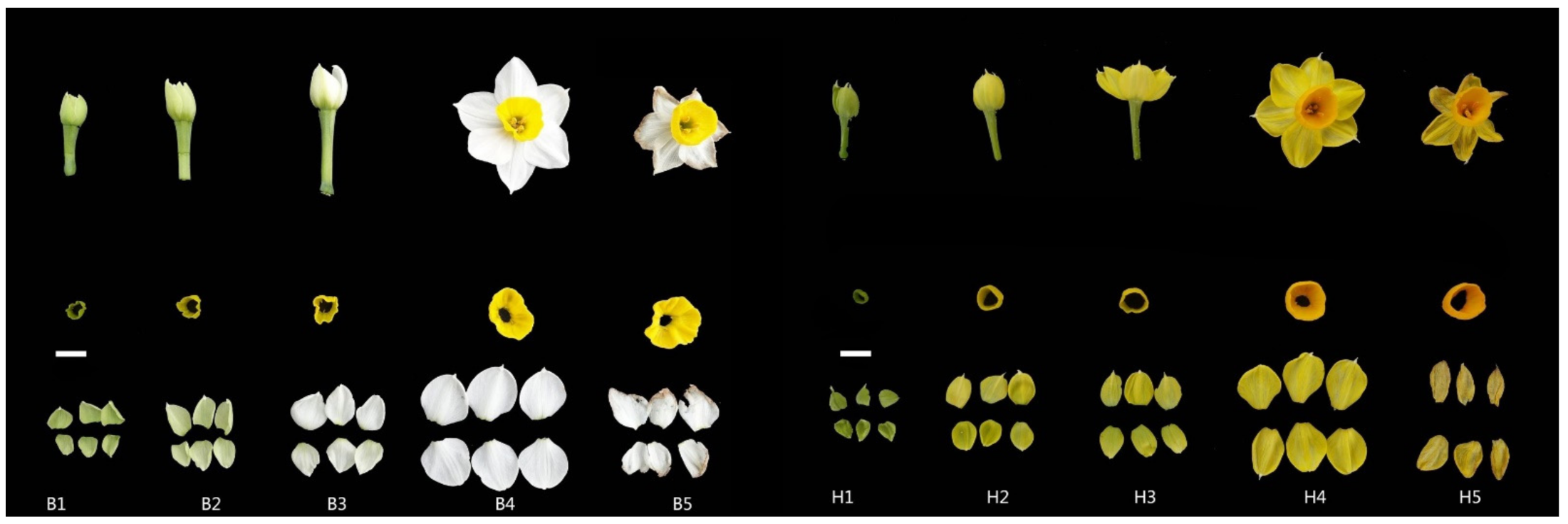 Horticulturae 08 00727 g001