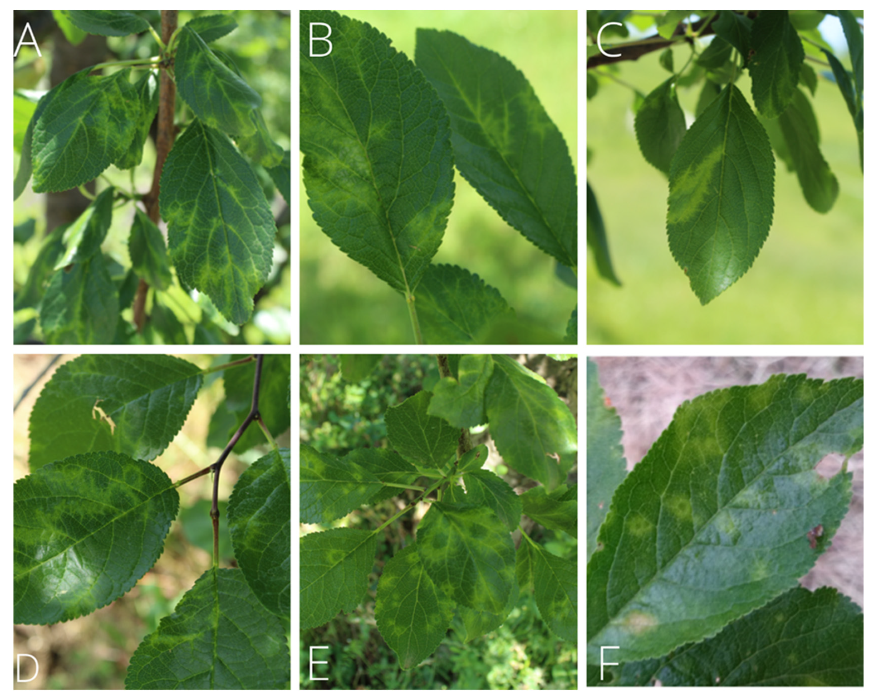 Horticulturae 08 00783 g001