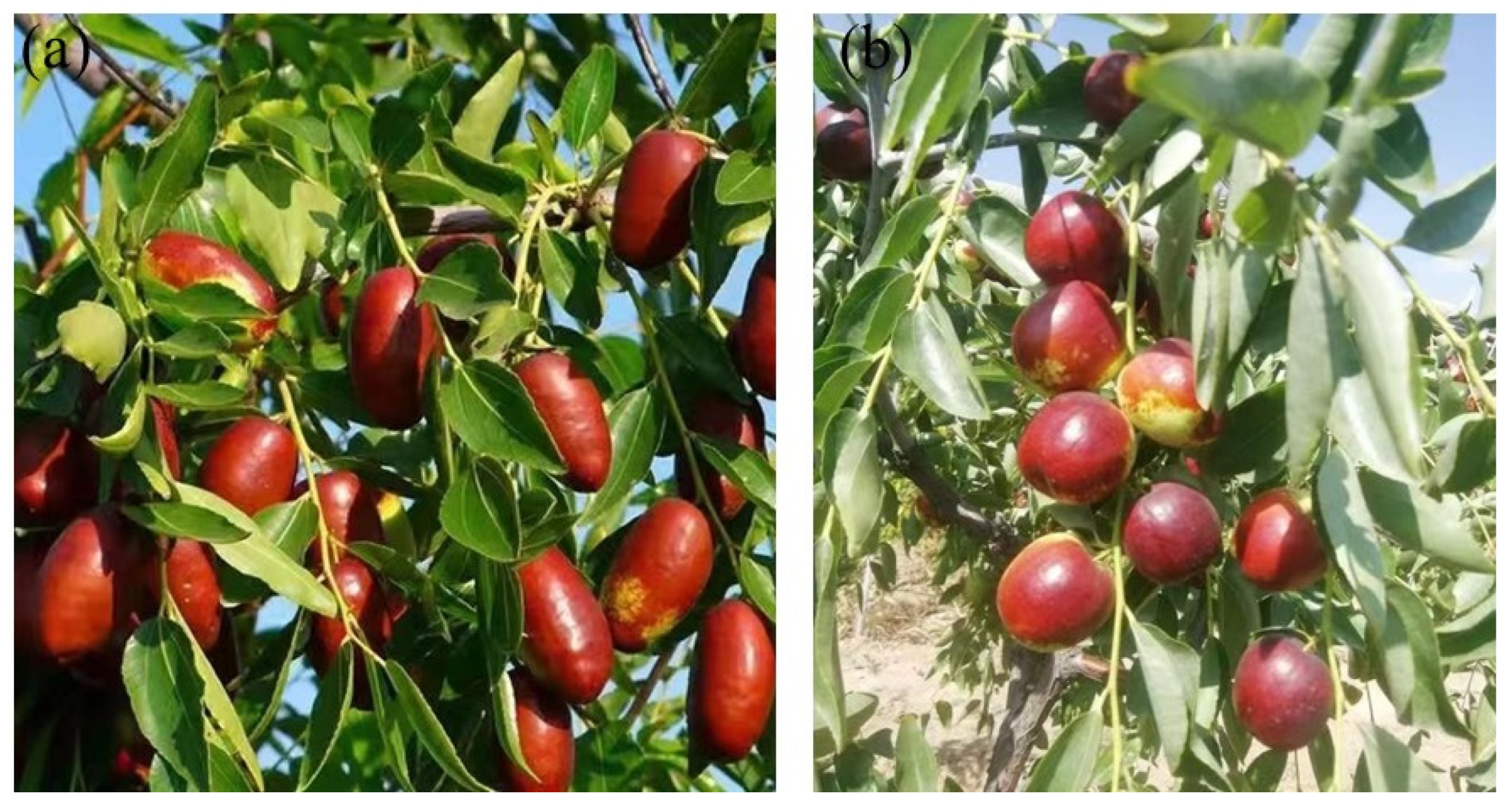 Horticulturae 08 00792 g001