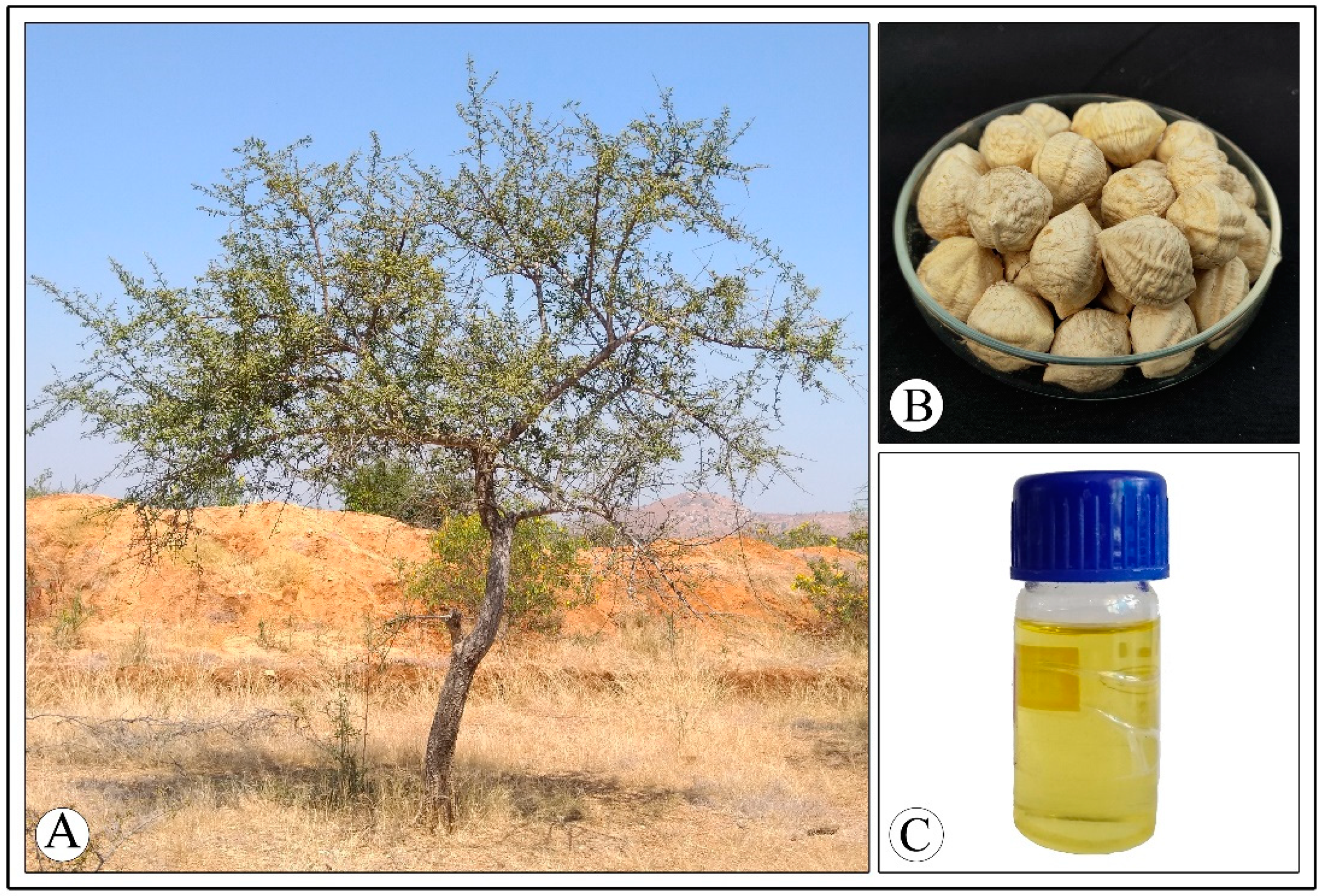 Horticulturae 08 00798 g001