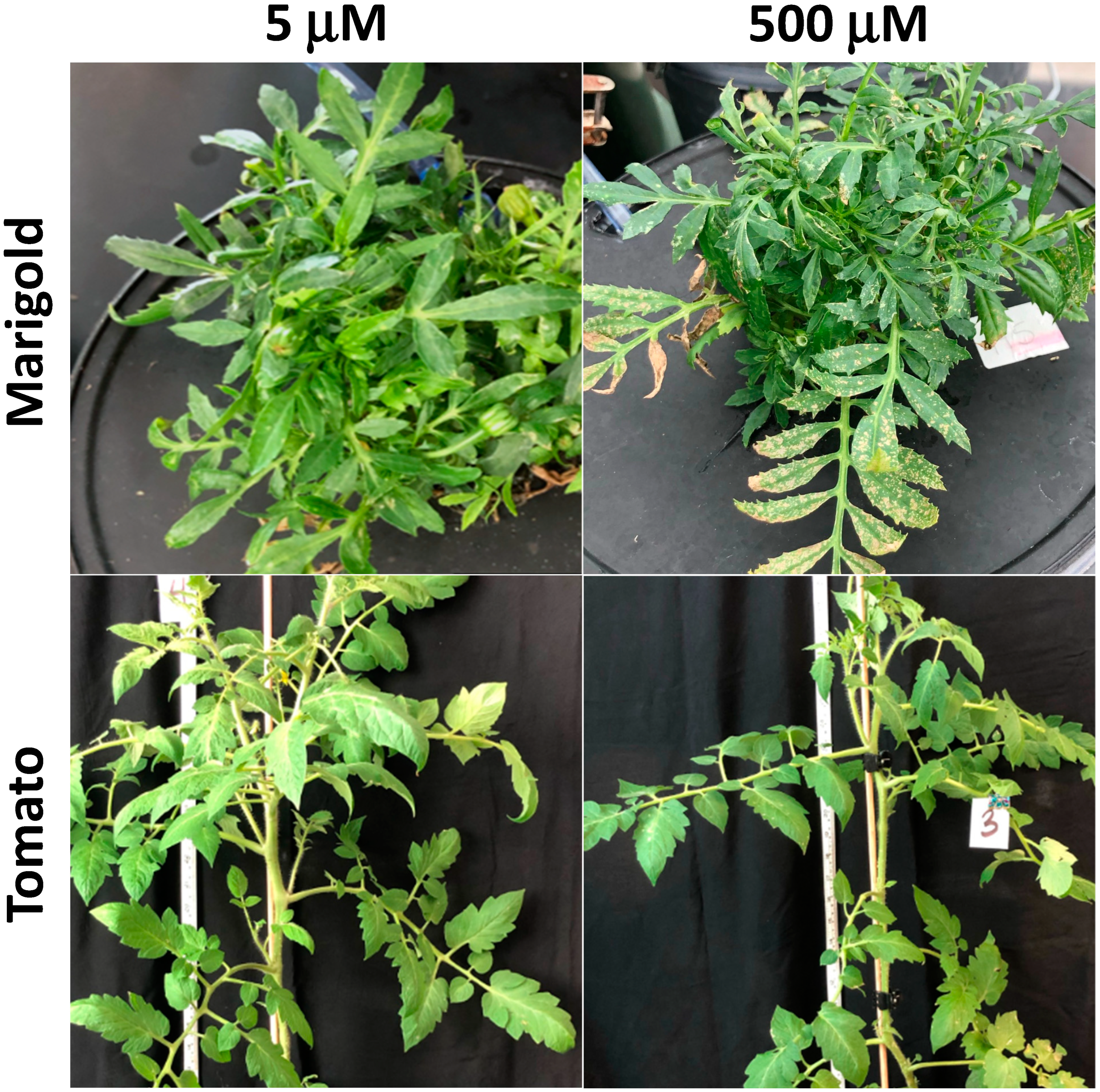 Horticulturae 08 00803 g001