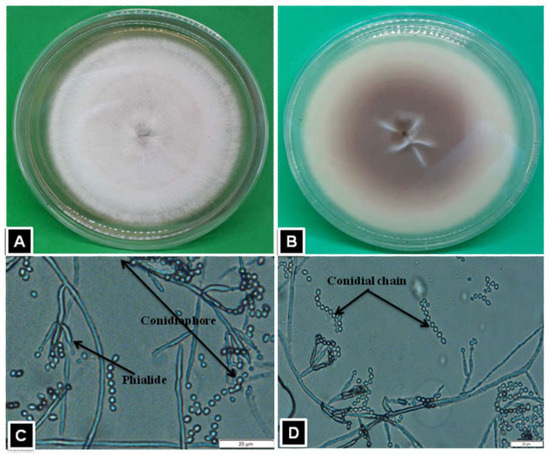 Horticulturae 08 00808 g002