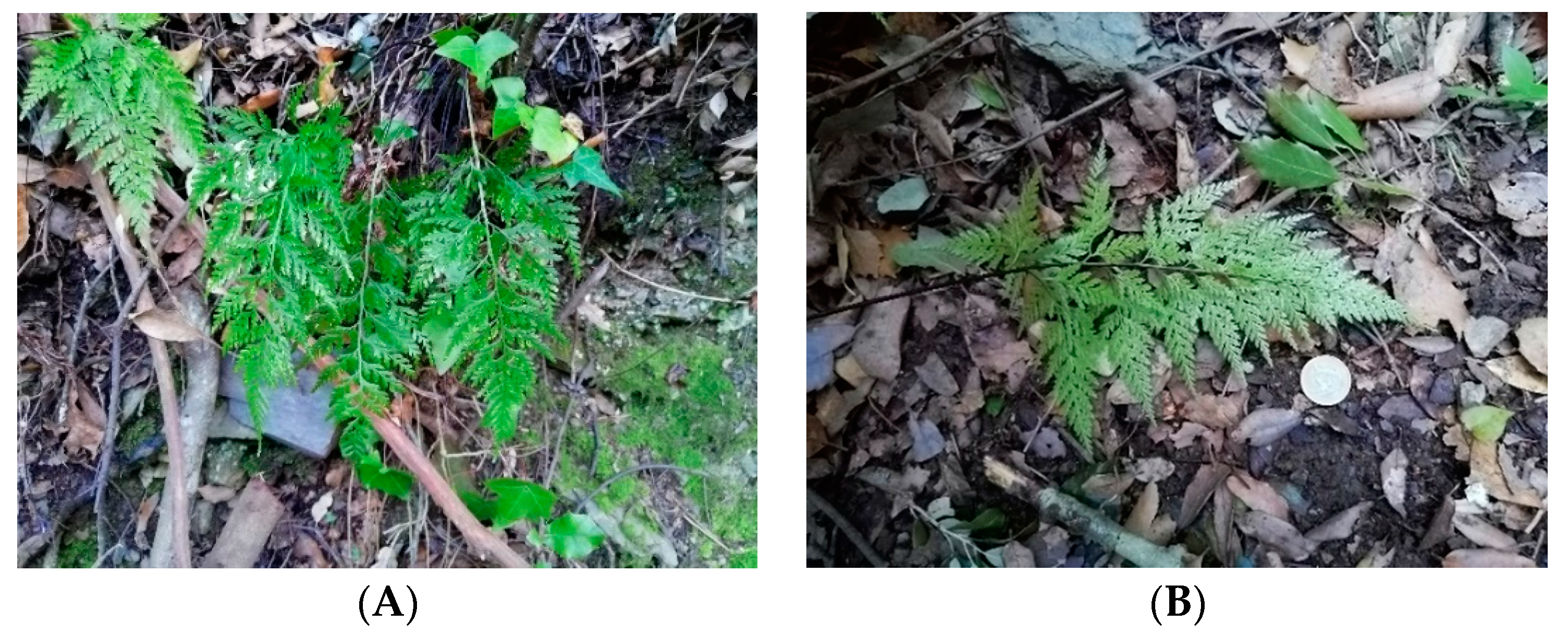 Horticulturae 08 00815 g001