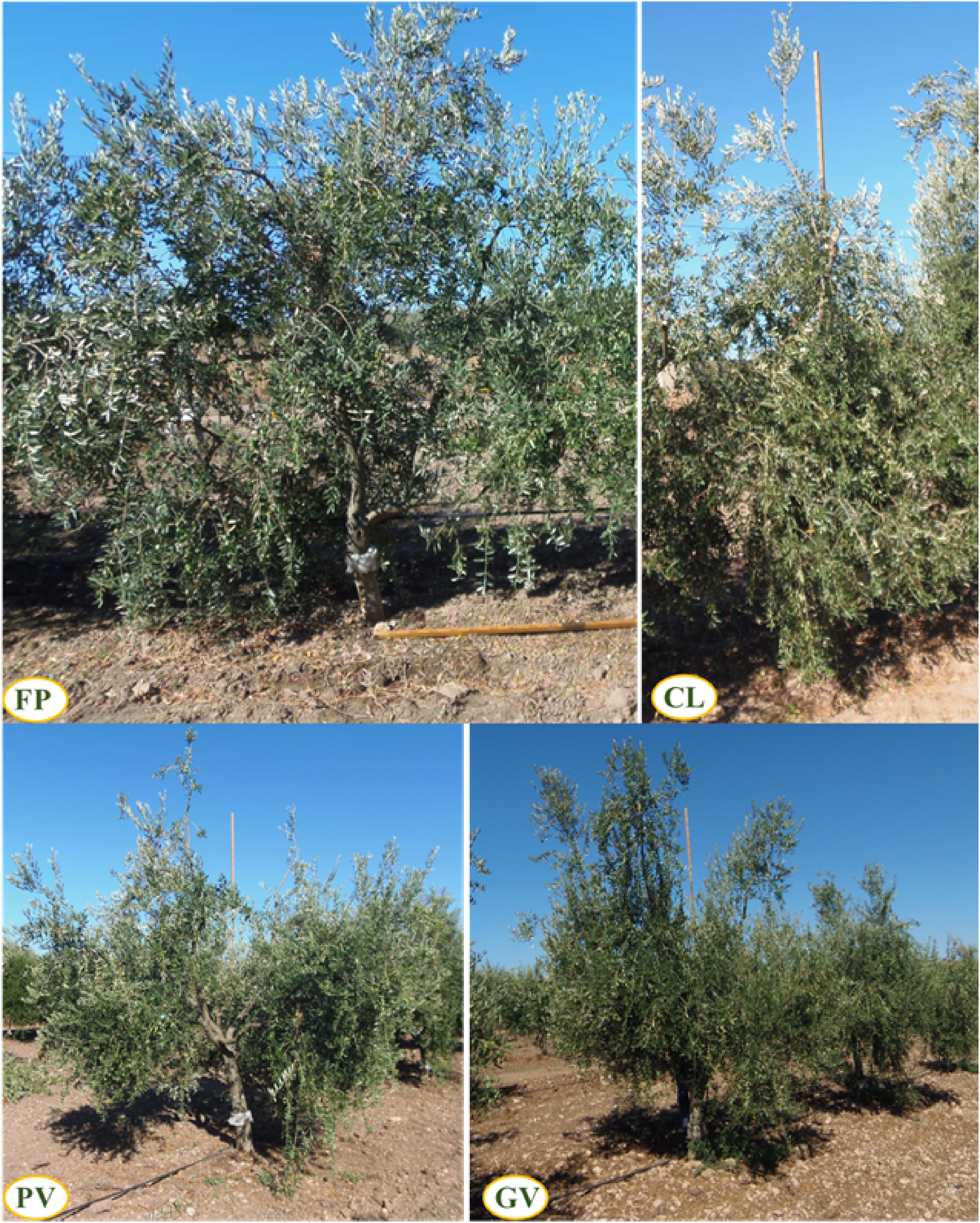 Horticulturae 08 00817 g001