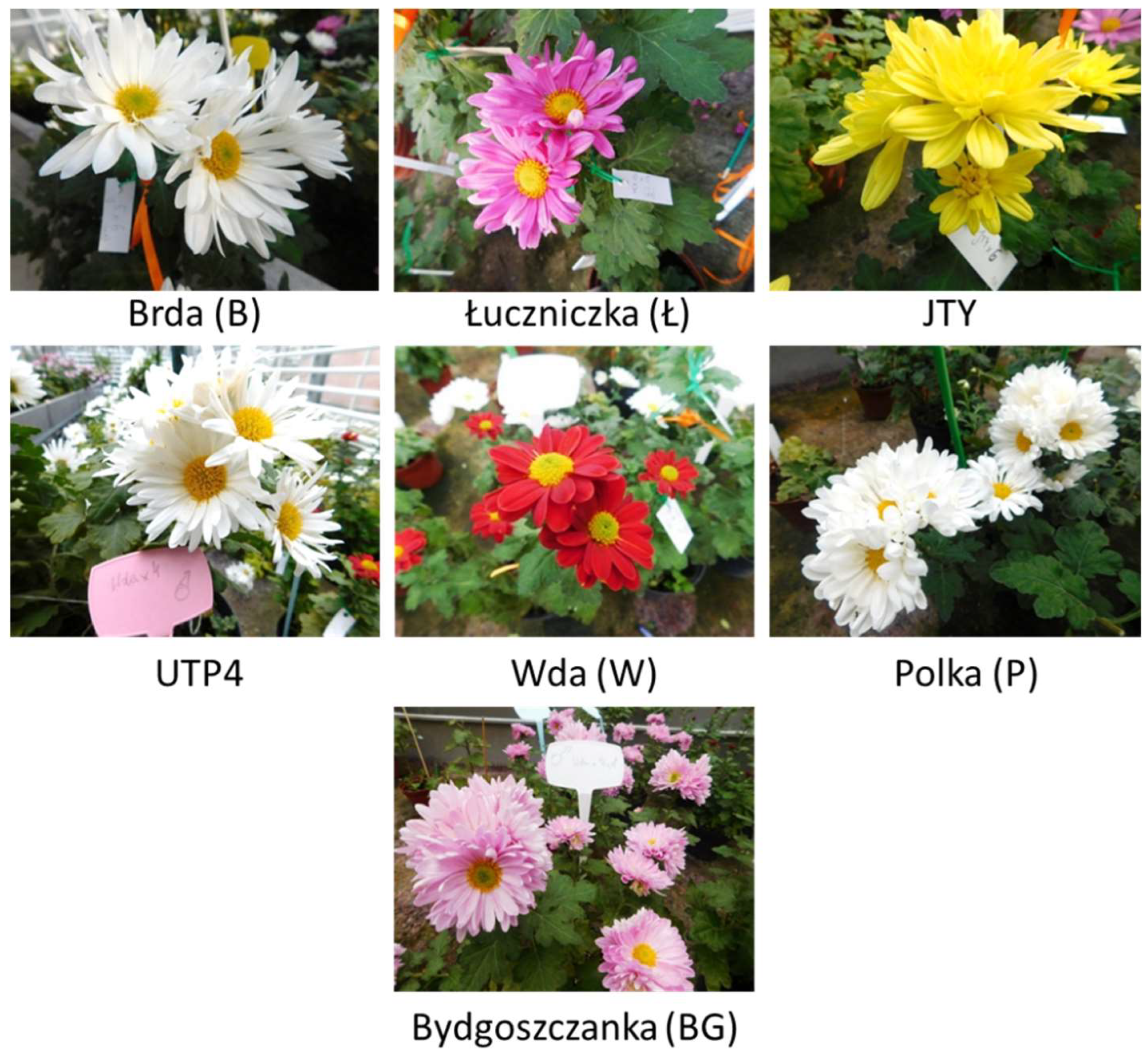 Horticulturae 08 00827 g001