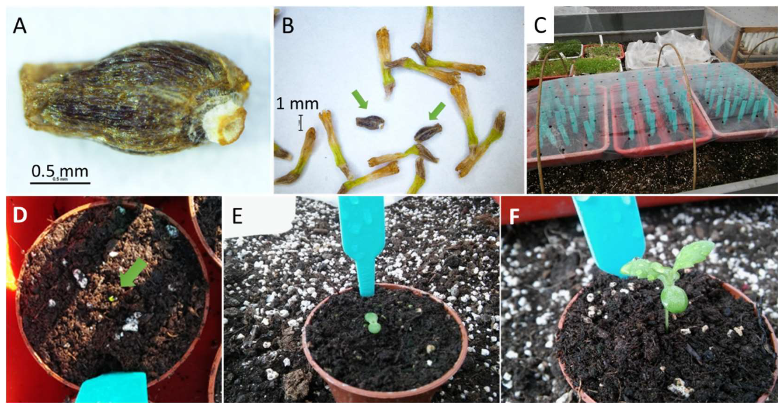 Horticulturae 08 00827 g002