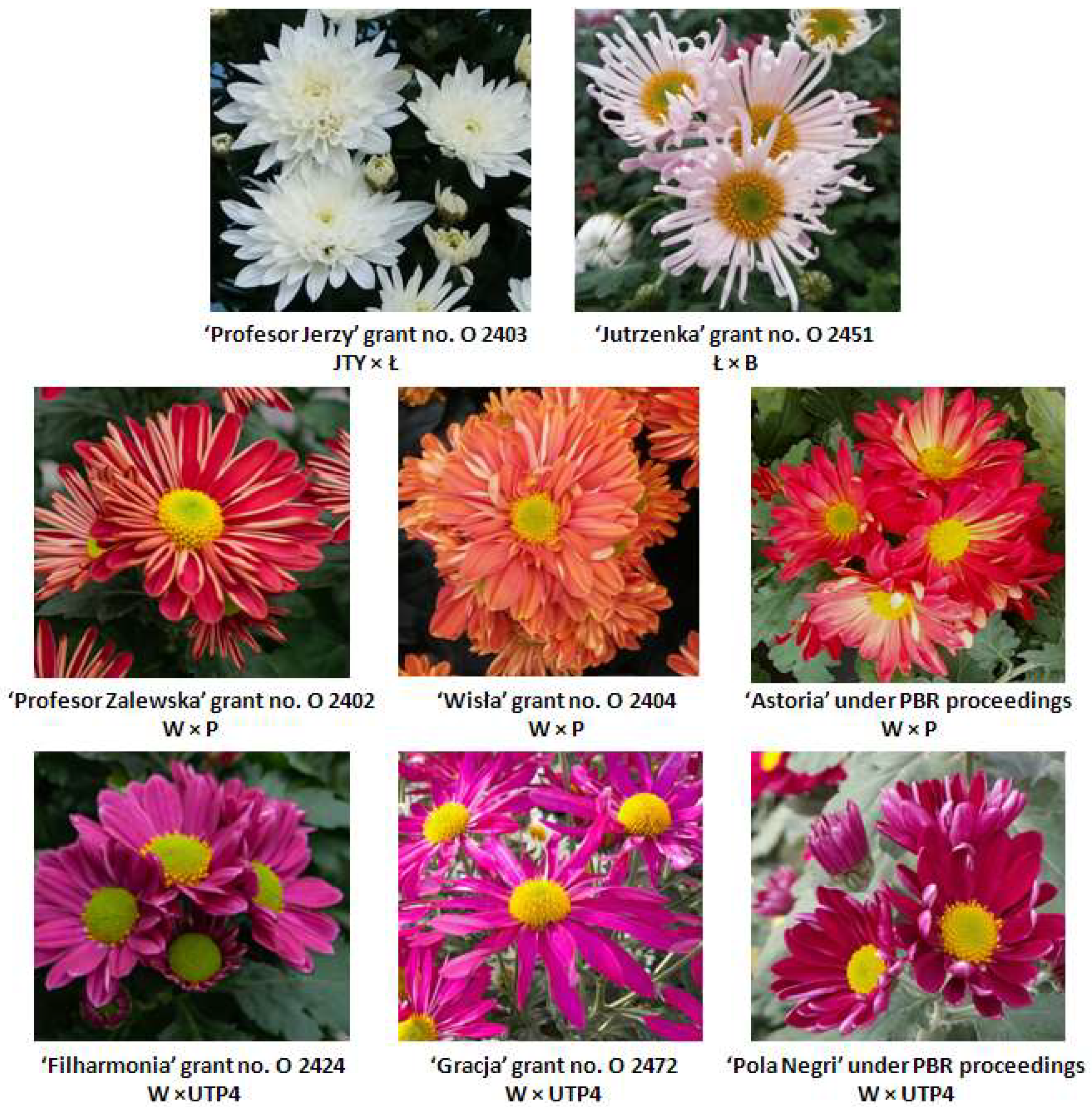 Horticulturae 08 00827 g004