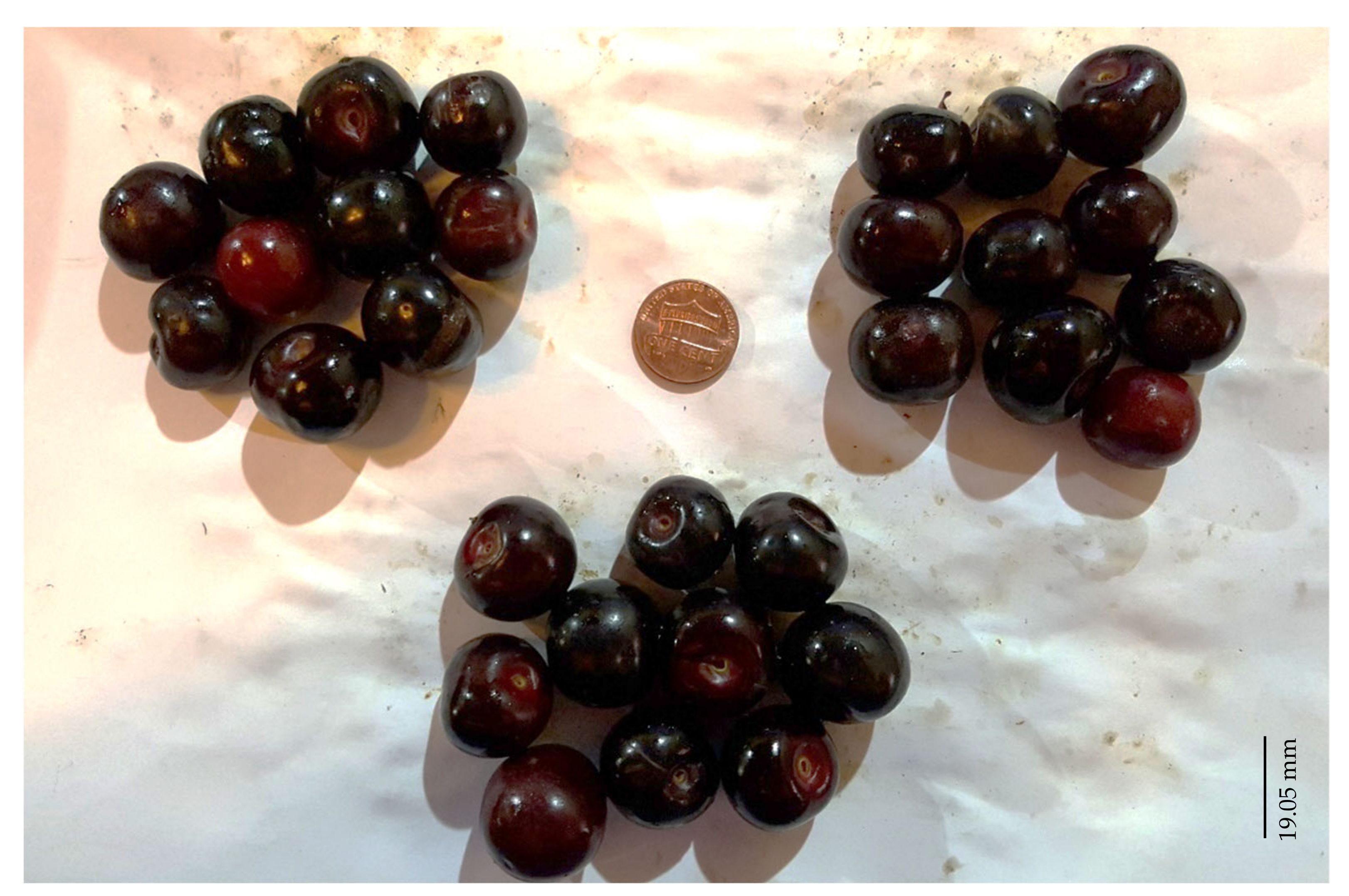 Horticulturae 08 00838 g002 Horticulturae 08 00838 g002