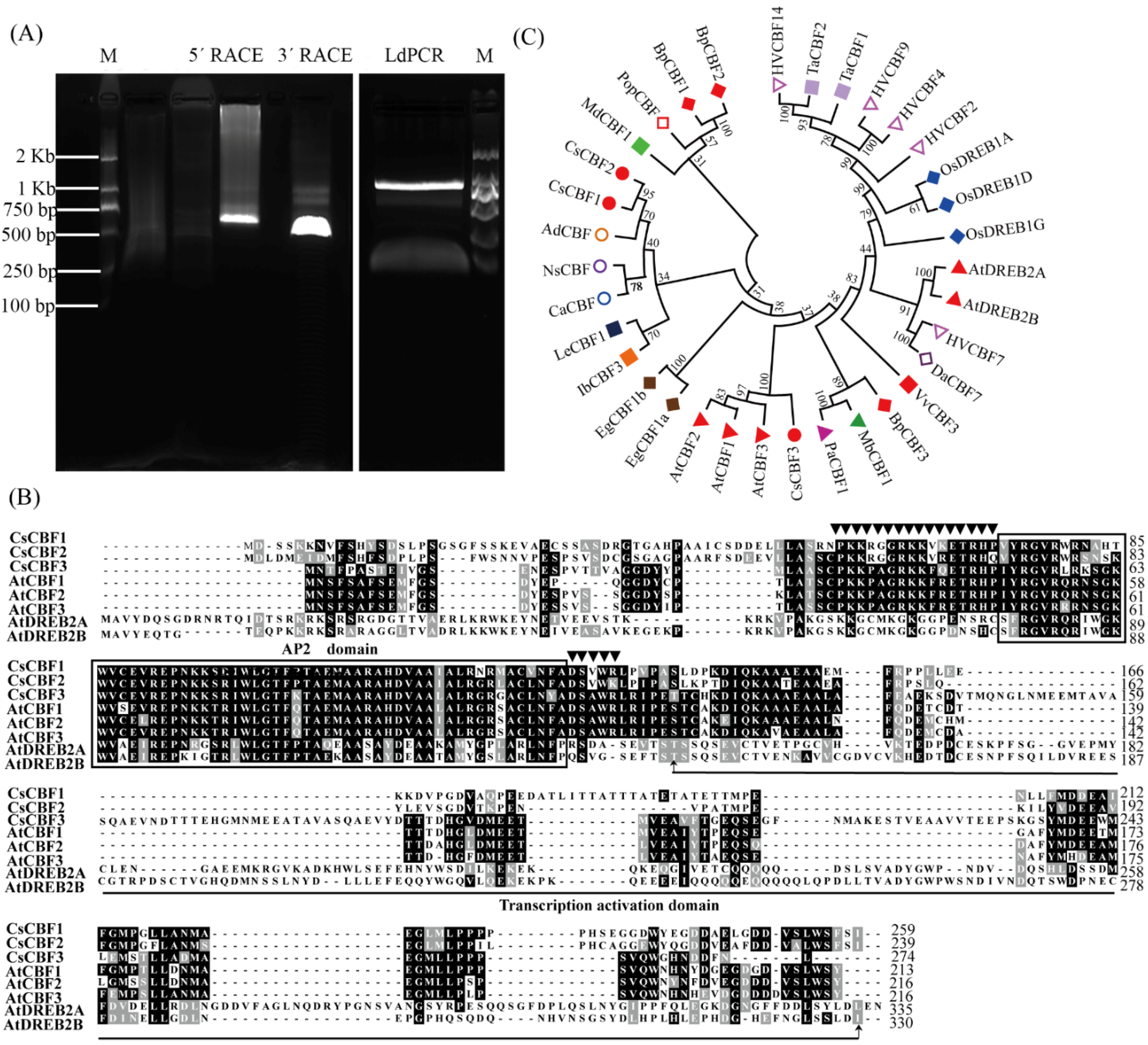 Horticulturae 08 00853 g001