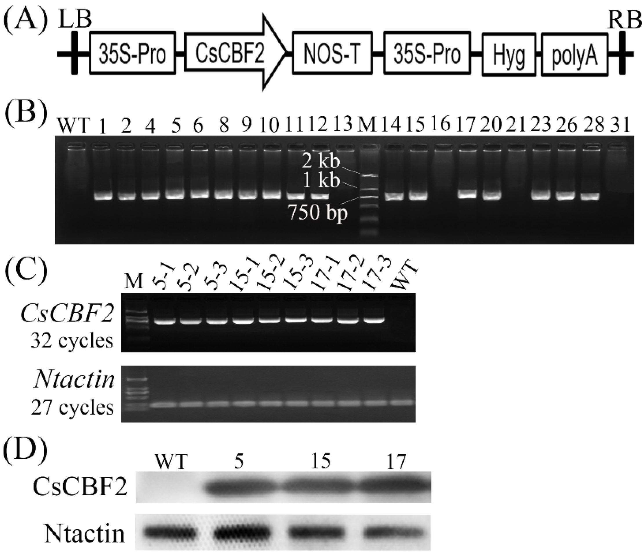 Horticulturae 08 00853 g003
