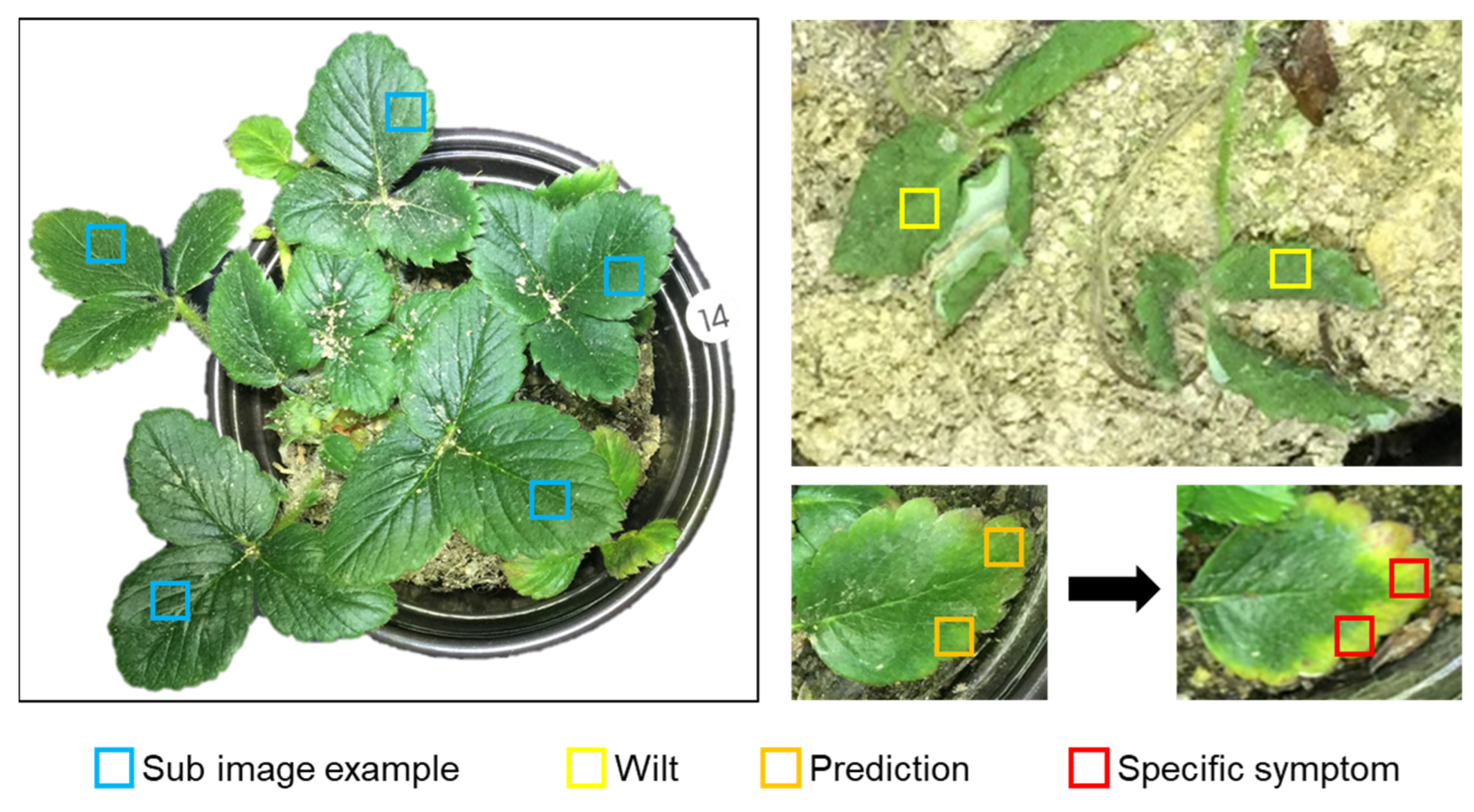 Horticulturae 08 00854 g004 Horticulturae 08 00854 g004