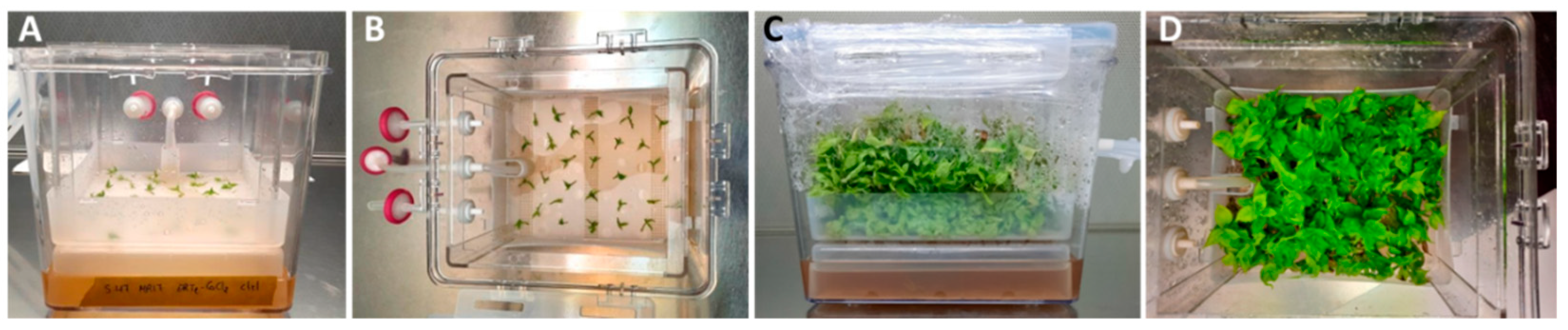 Horticulturae 08 00855 g001