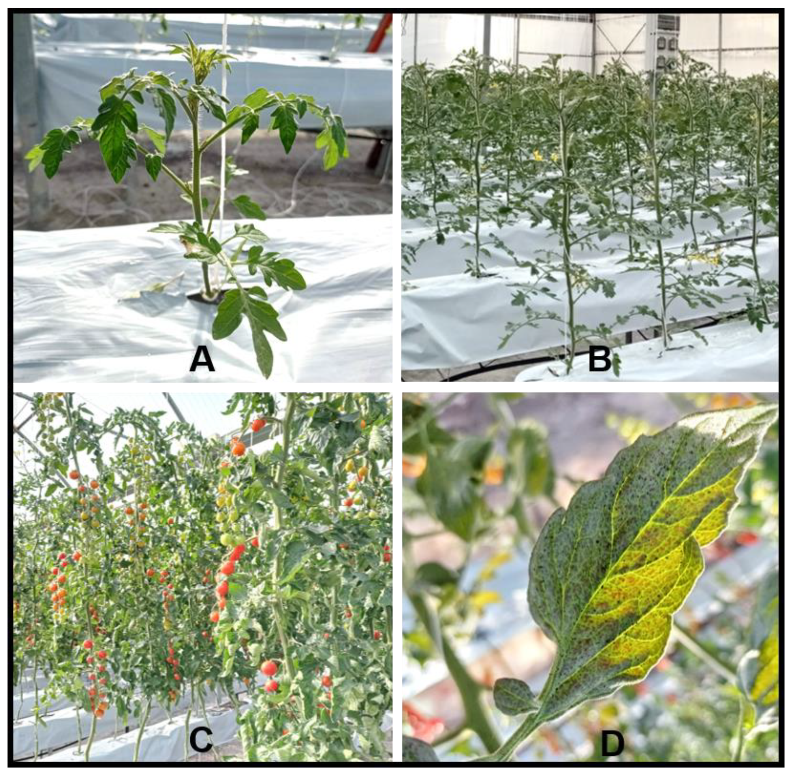 Horticulturae 08 00858 g001