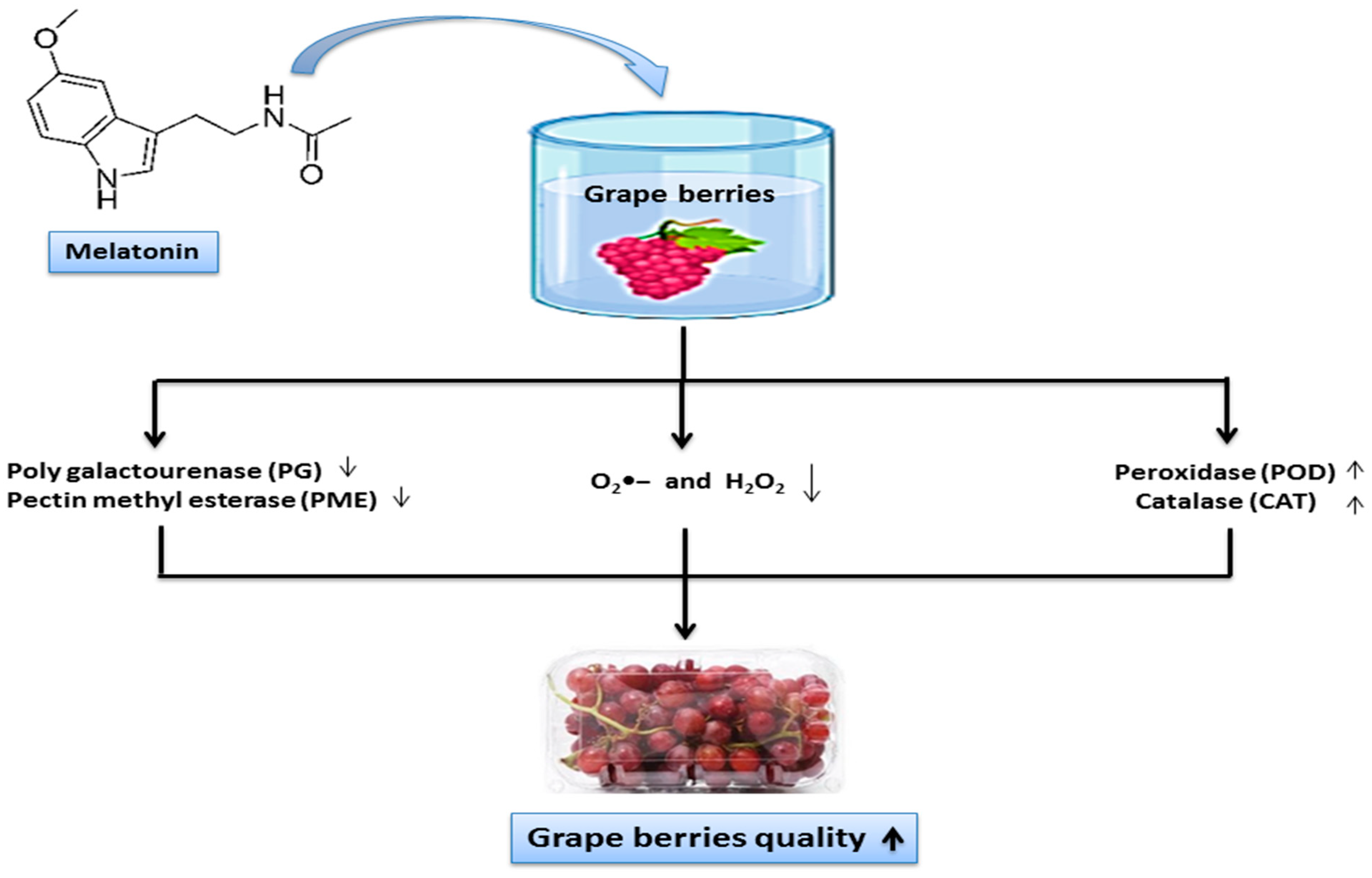 Horticulturae 08 00860 g005