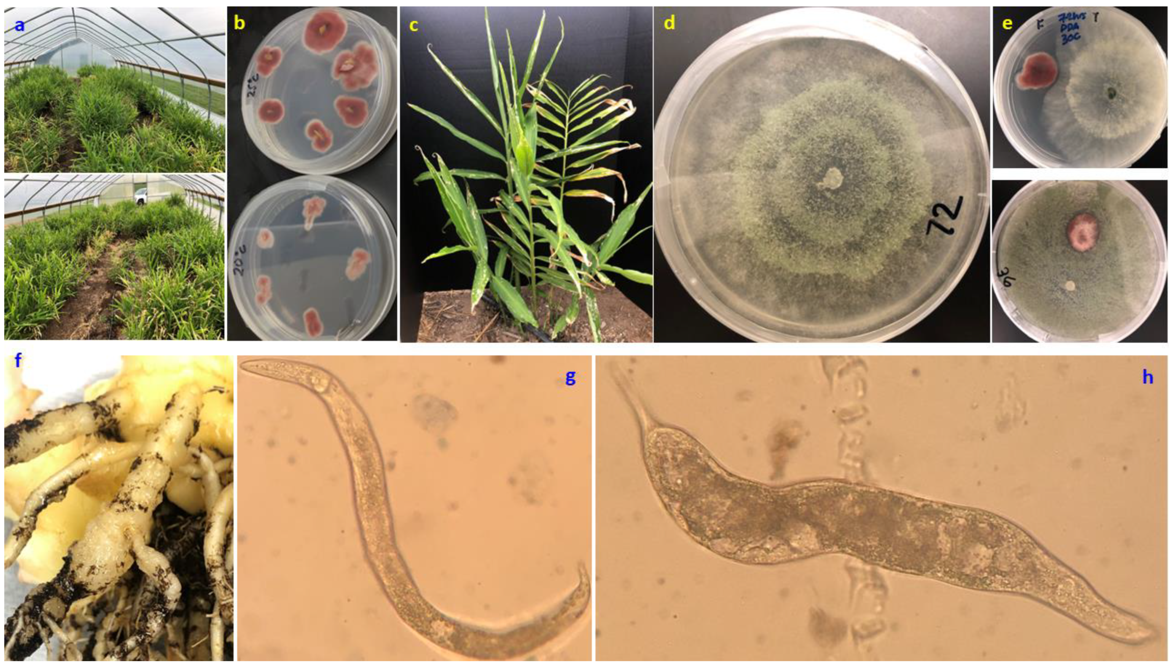 Horticulturae 08 00870 g001