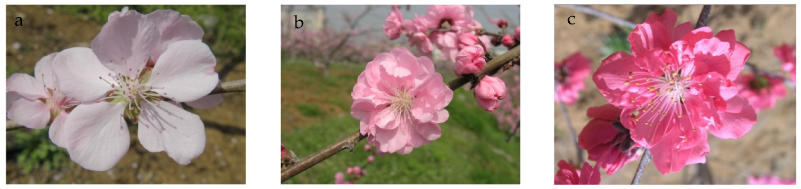 Horticulturae 08 00875 g006