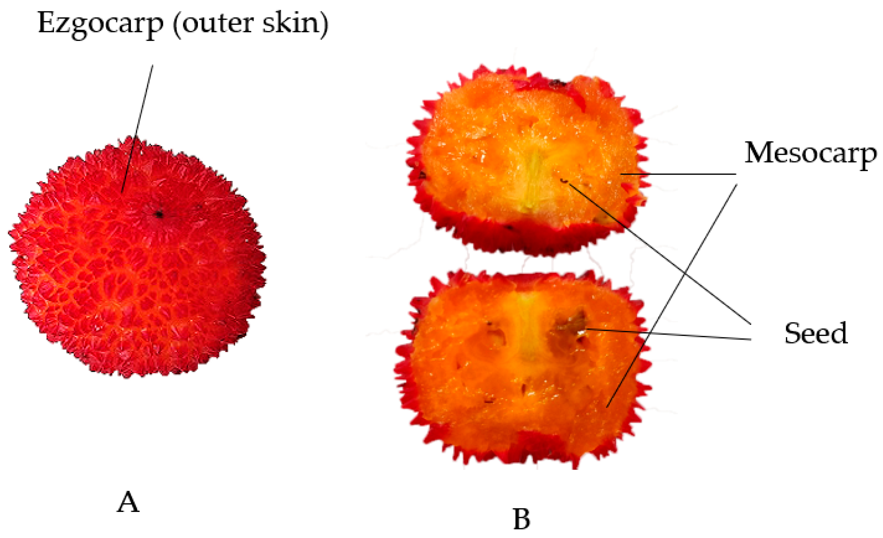 Horticulturae 08 00881 g001