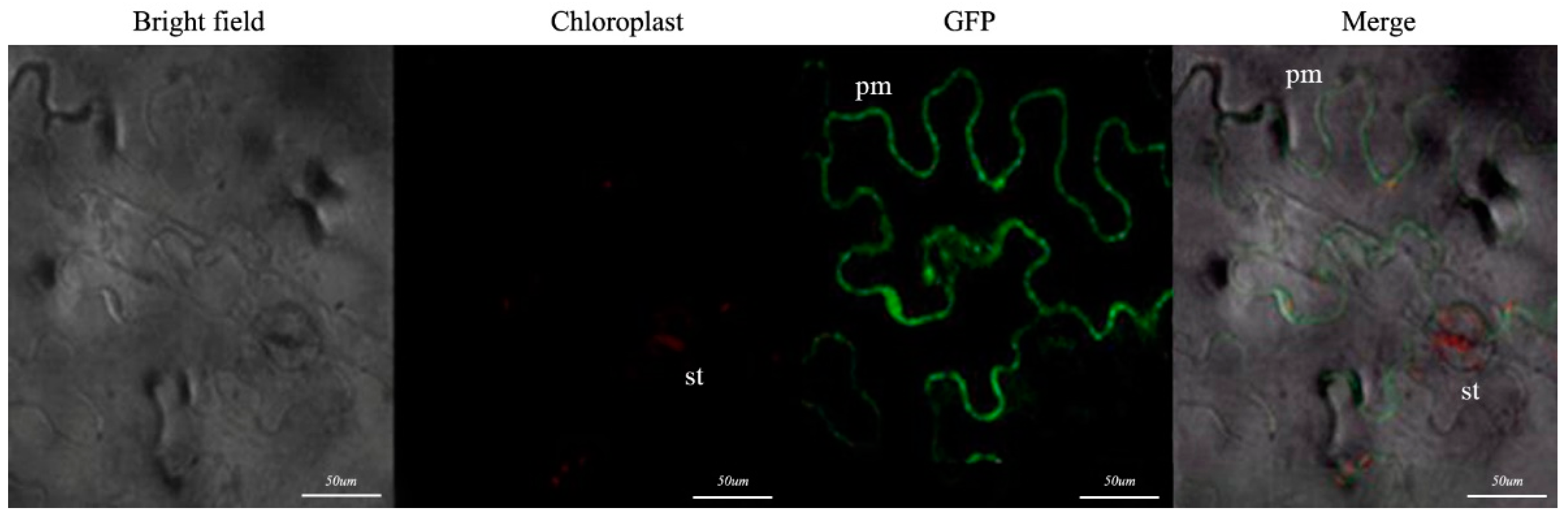 Horticulturae 08 00903 g006
