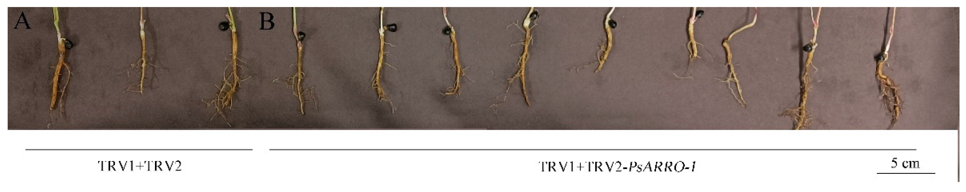 Horticulturae 08 00903 g007