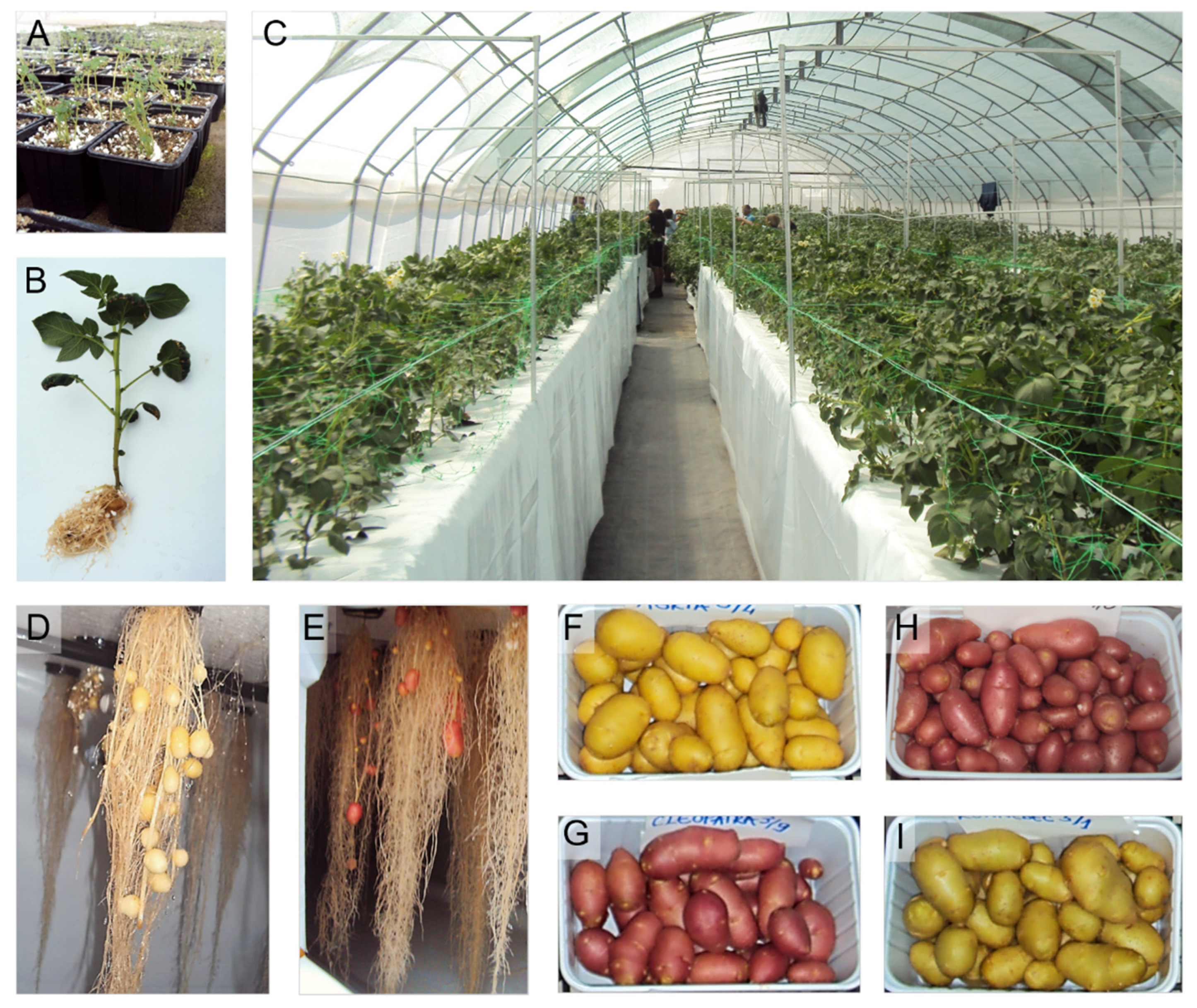 Horticulturae 08 00915 g003
