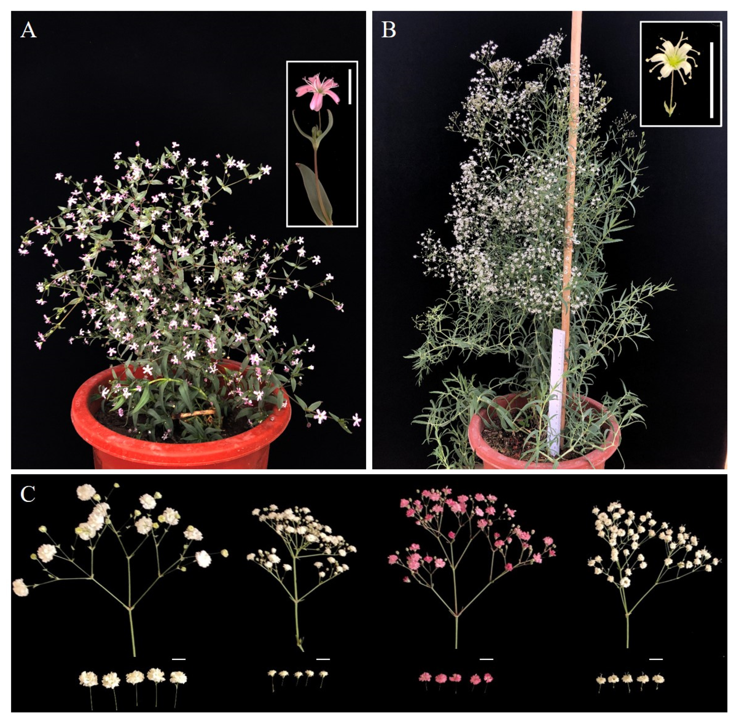Horticulturae 08 00921 g001
