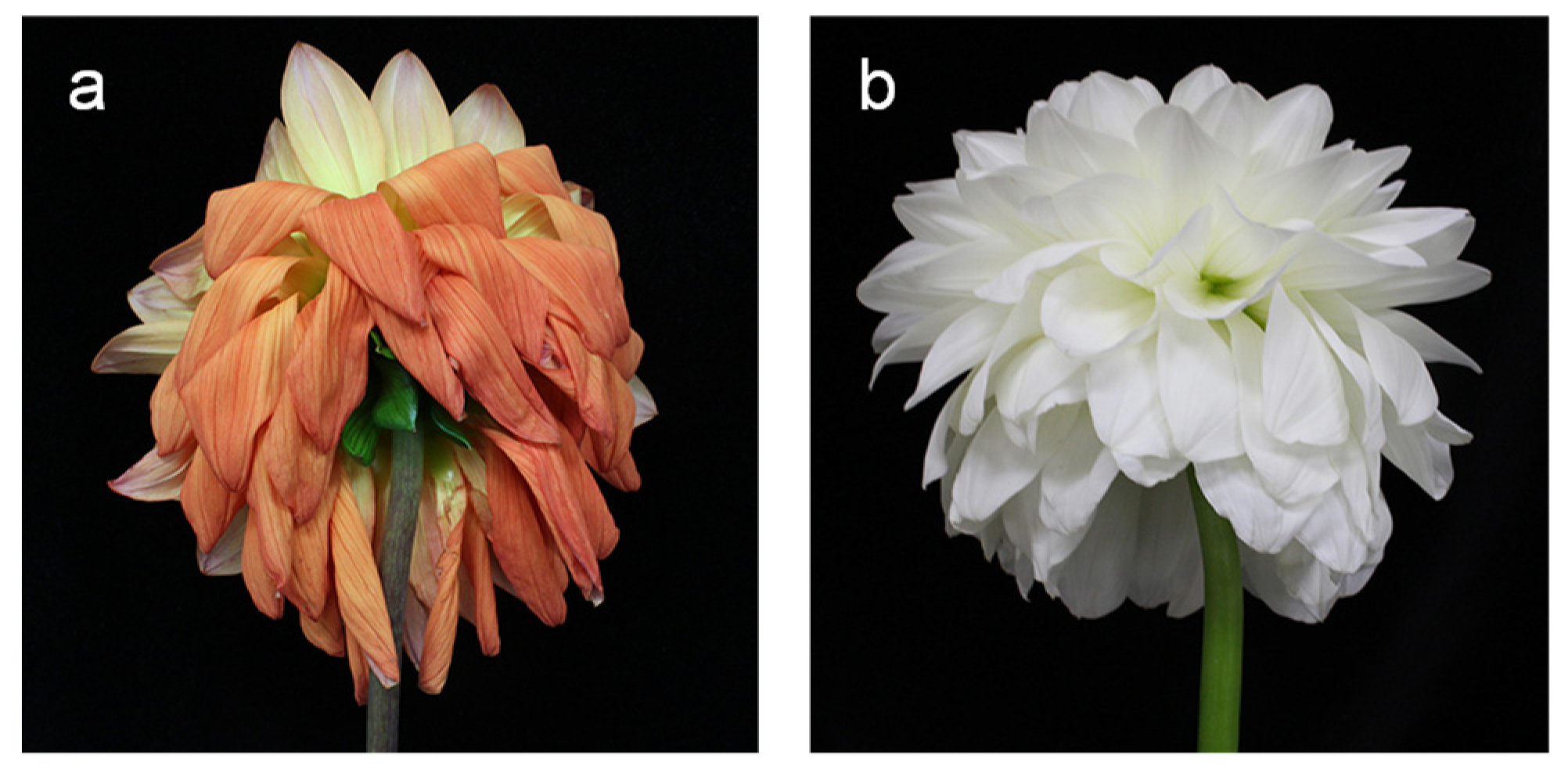 Horticulturae 08 00922 g001