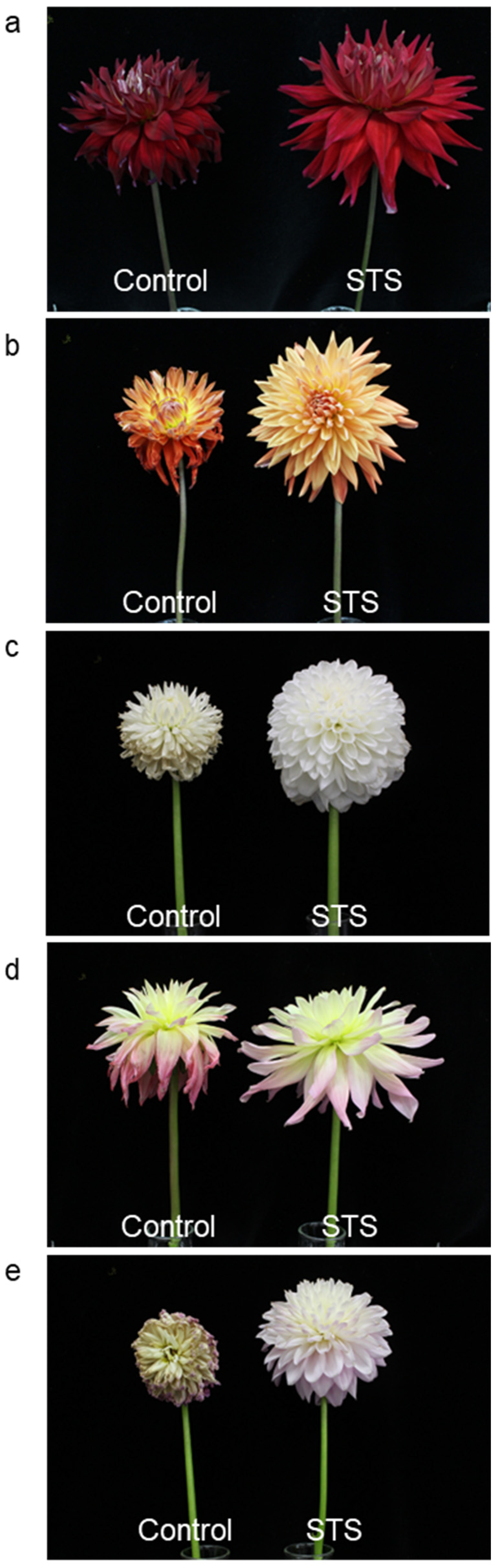 Horticulturae 08 00922 g006