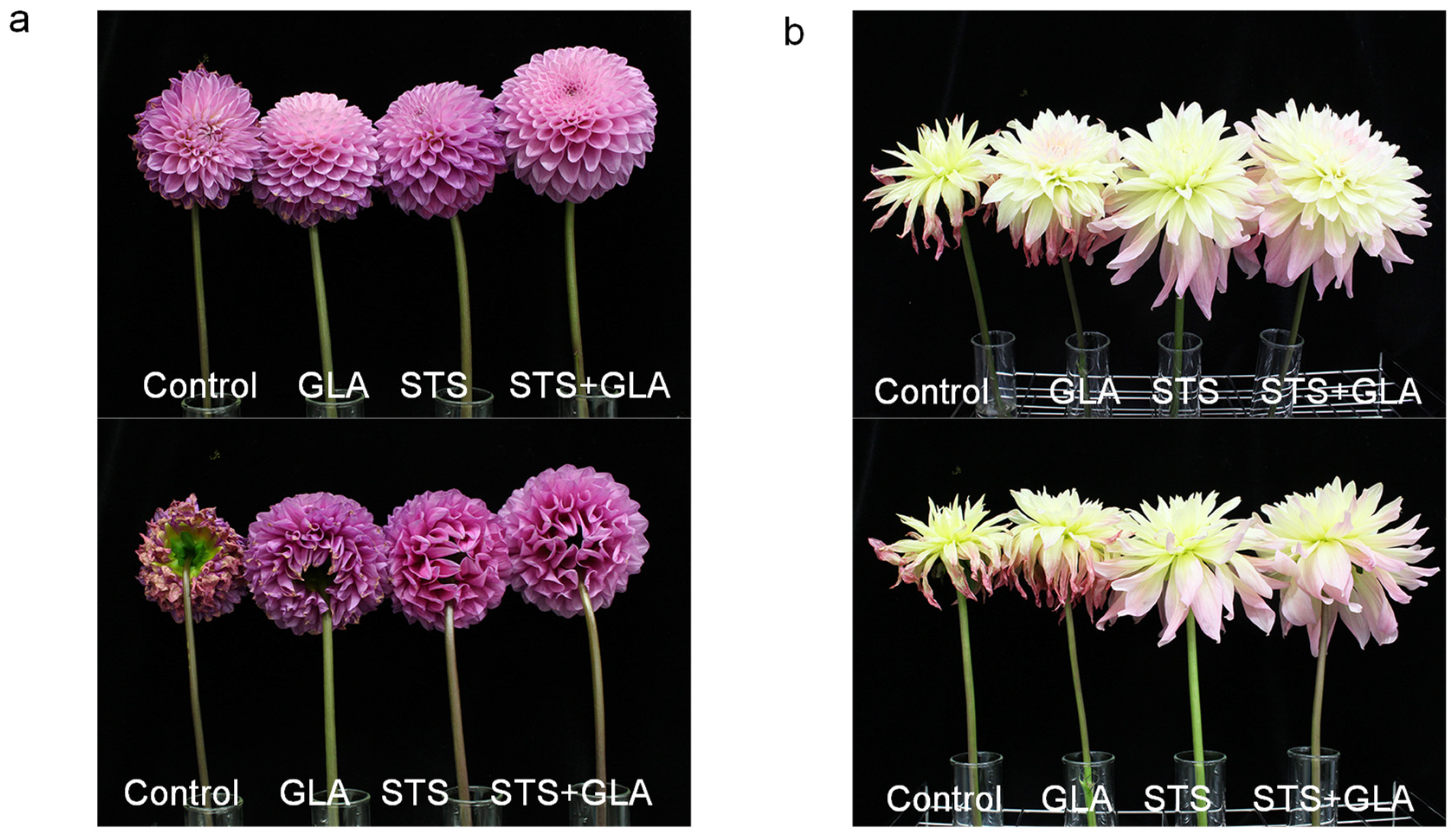 Horticulturae 08 00922 g008
