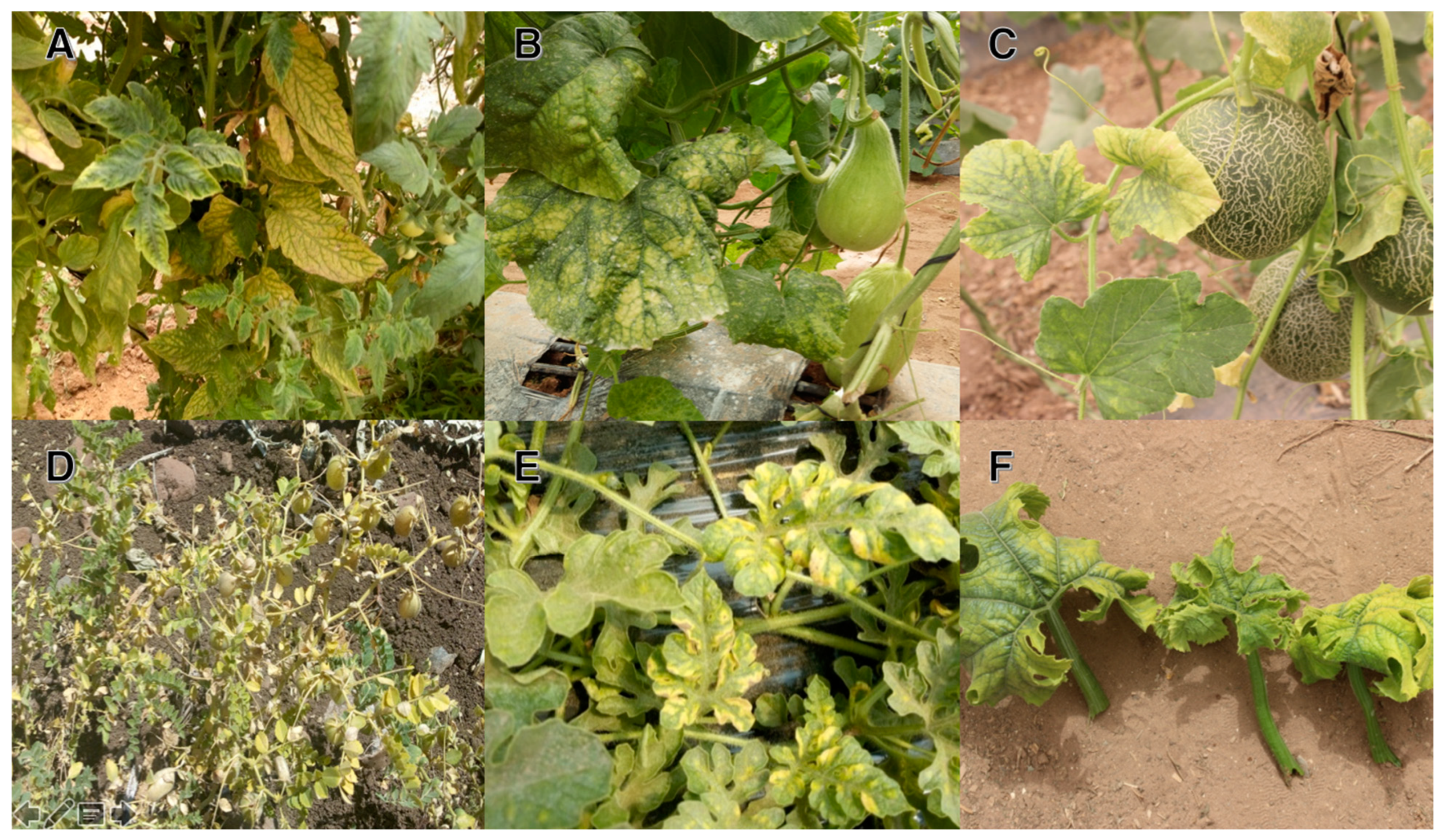 Horticulturae 08 00927 g002