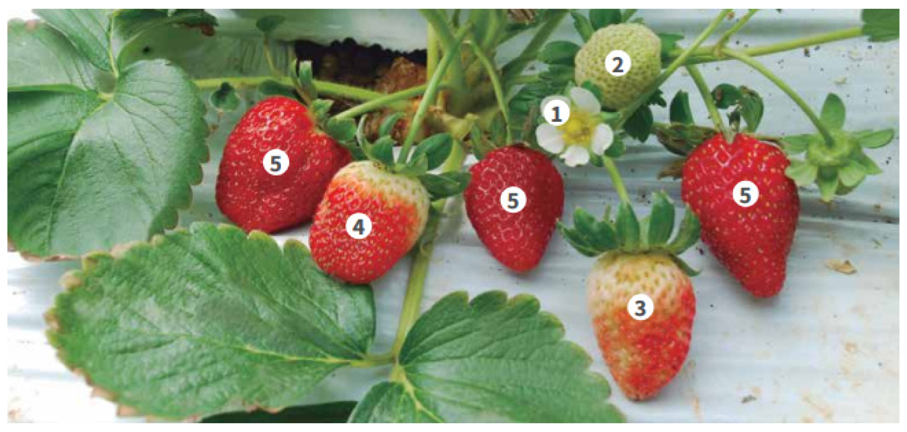 Horticulturae 08 00930 g005 Horticulturae 08 00930 g005