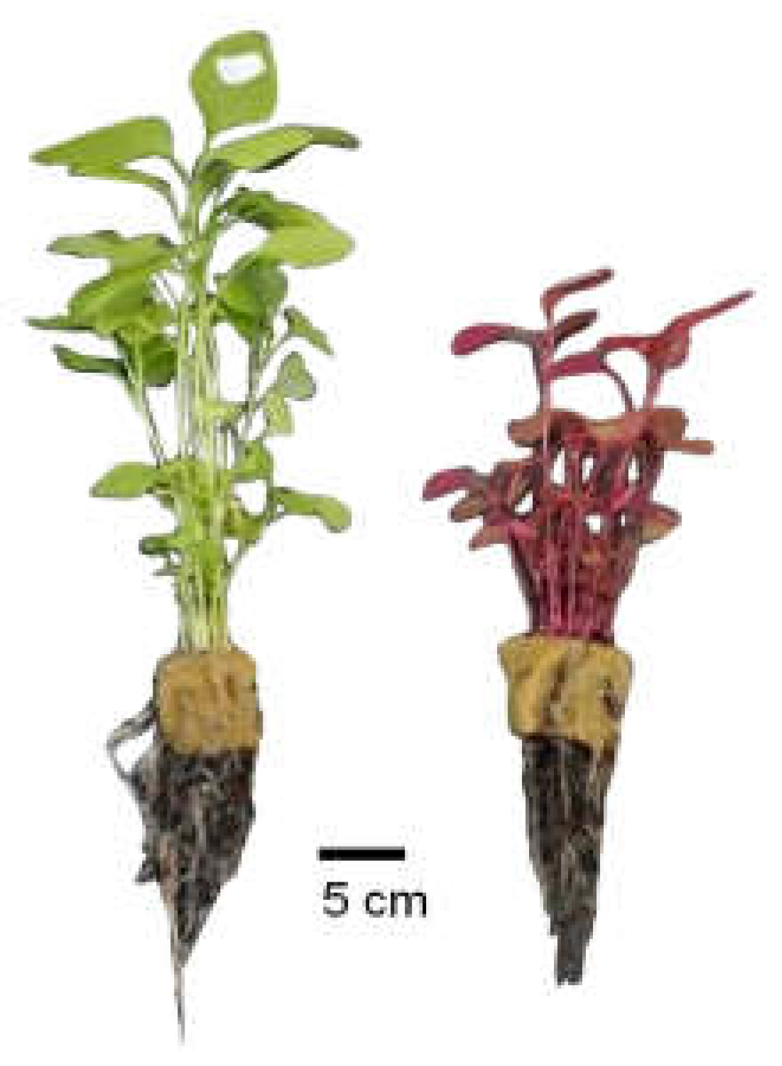 Horticulturae 08 00948 g007 Horticulturae 08 00948 g007