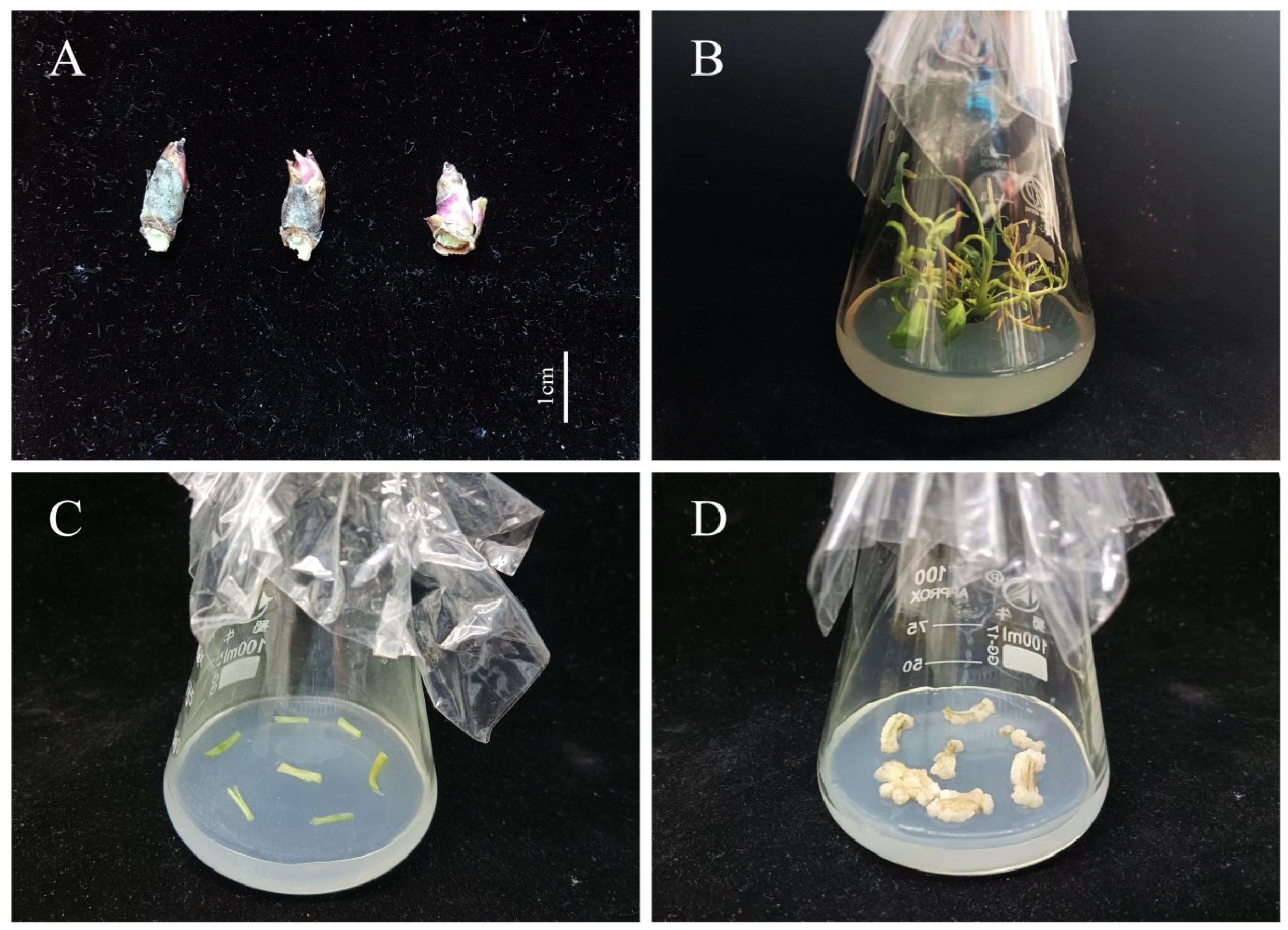 Horticulturae 08 00957 g001