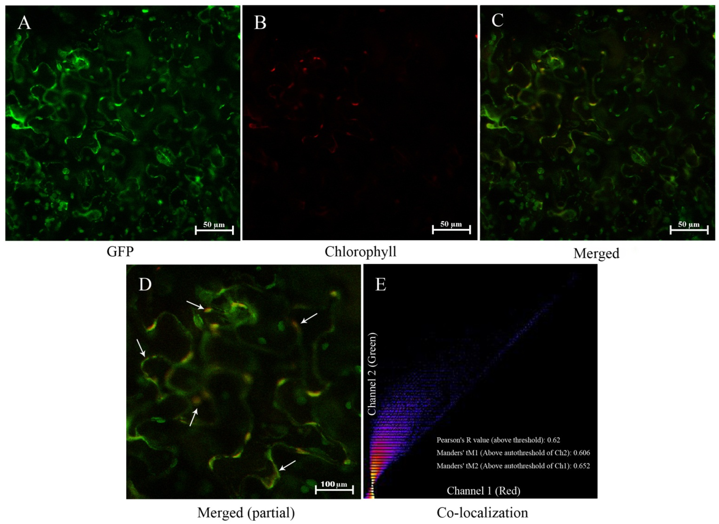 Horticulturae 08 00957 g003