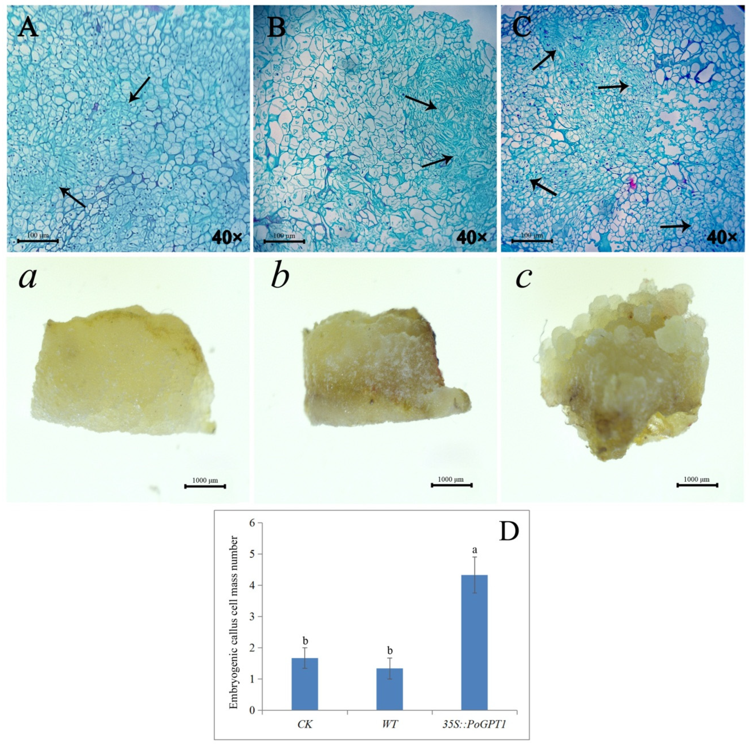 Horticulturae 08 00957 g006