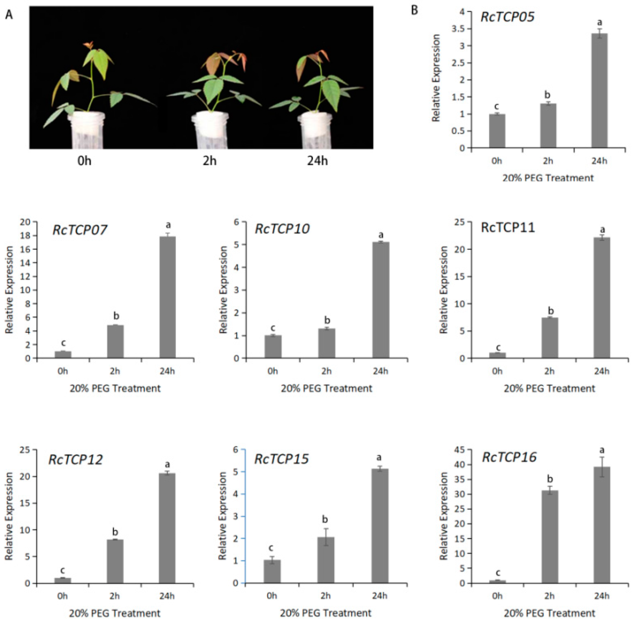 Horticulturae 08 00961 g007 Horticulturae 08 00961 g007