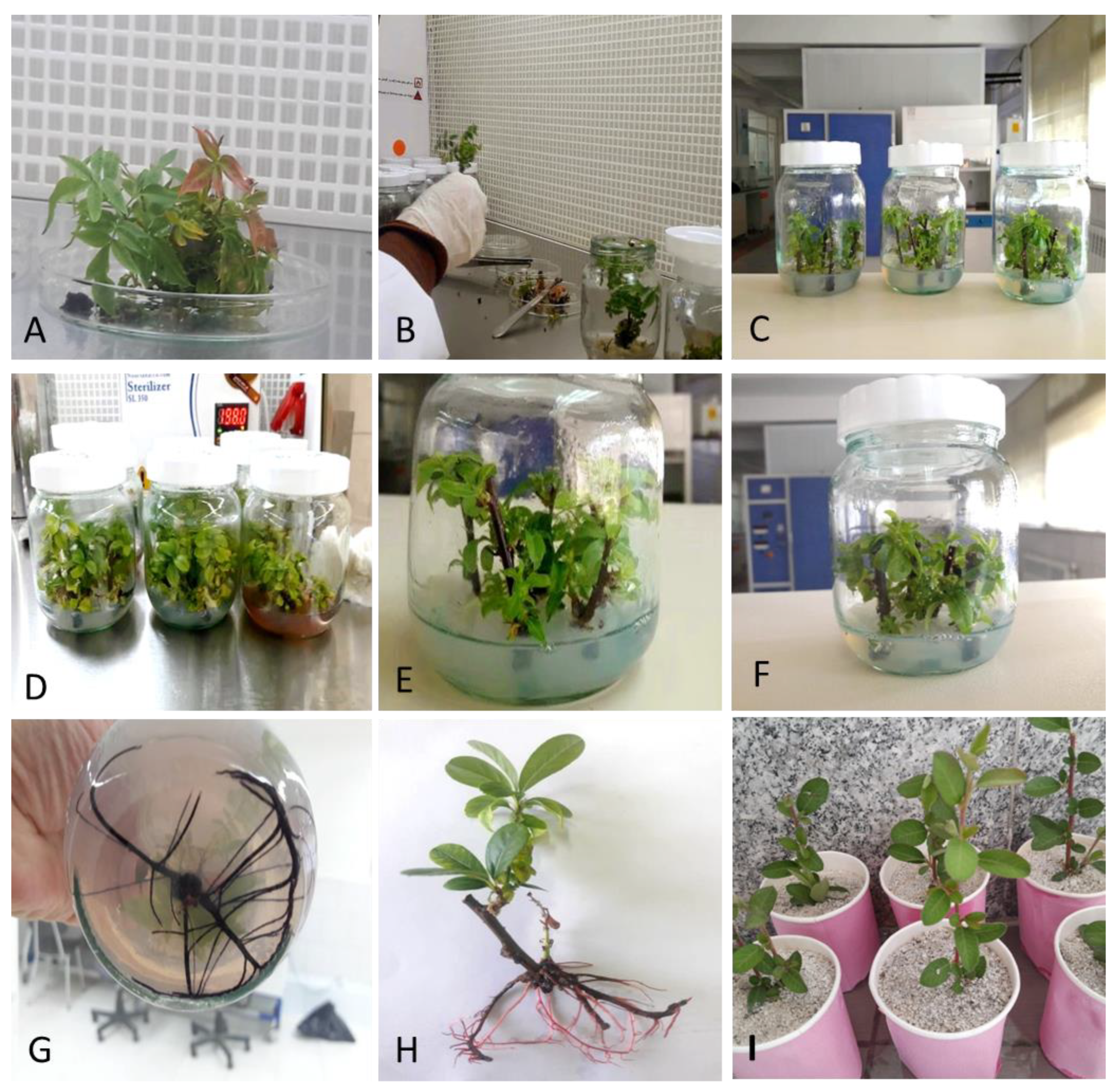 Horticulturae 08 00964 g001 Horticulturae 08 00964 g001