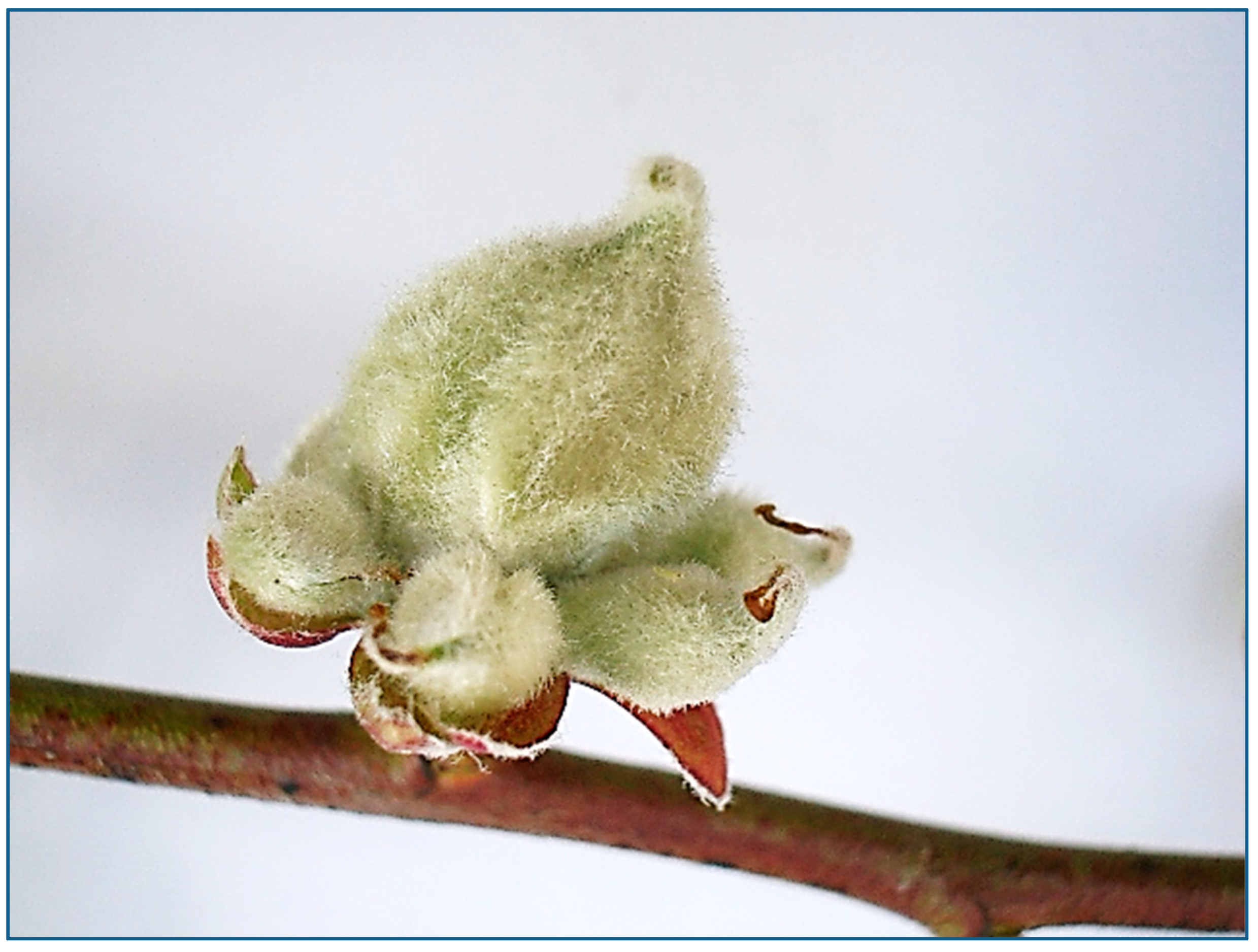 Horticulturae 08 00965 g006 Horticulturae 08 00965 g006