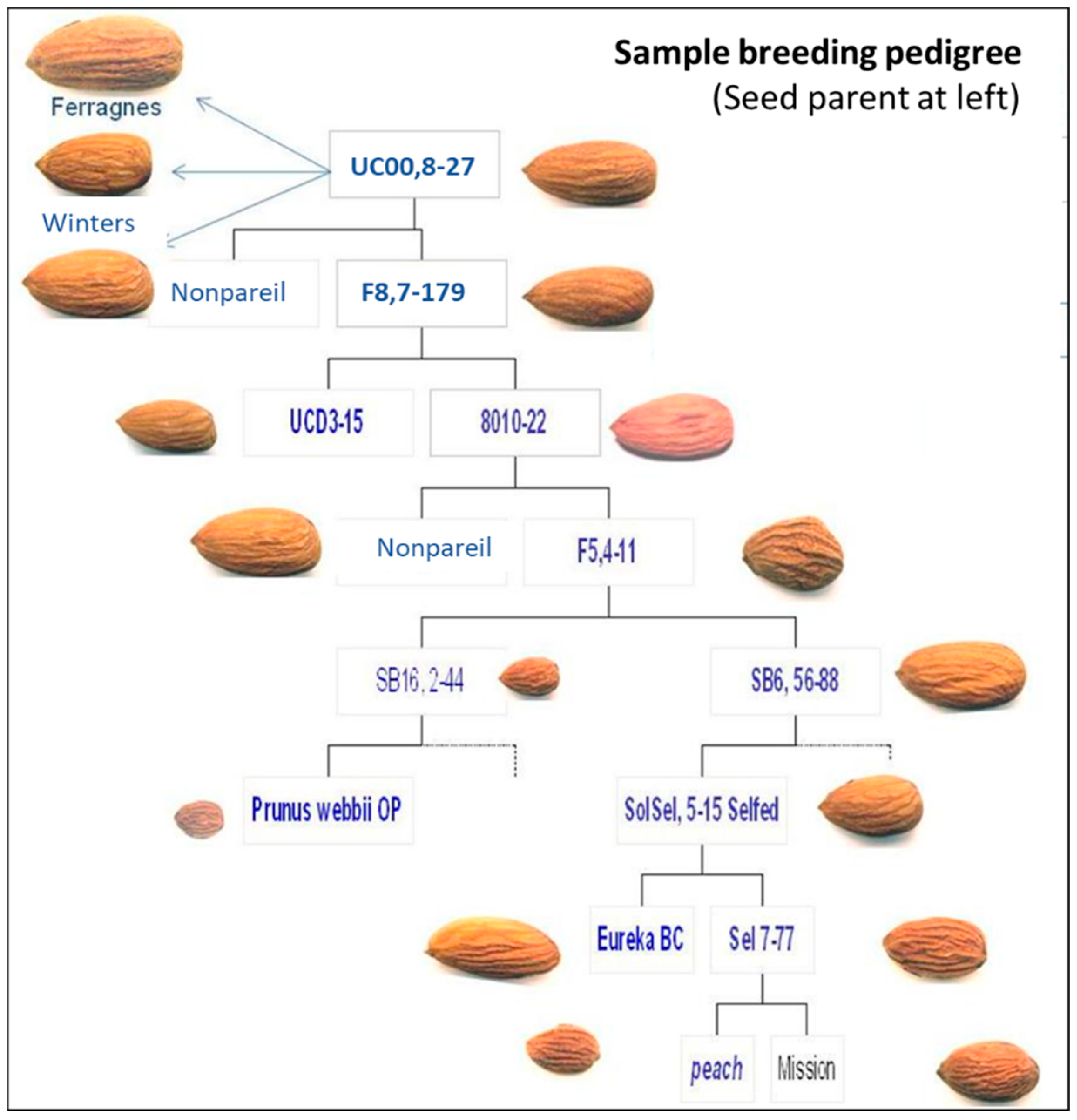 Horticulturae 08 00965 g007 Horticulturae 08 00965 g007