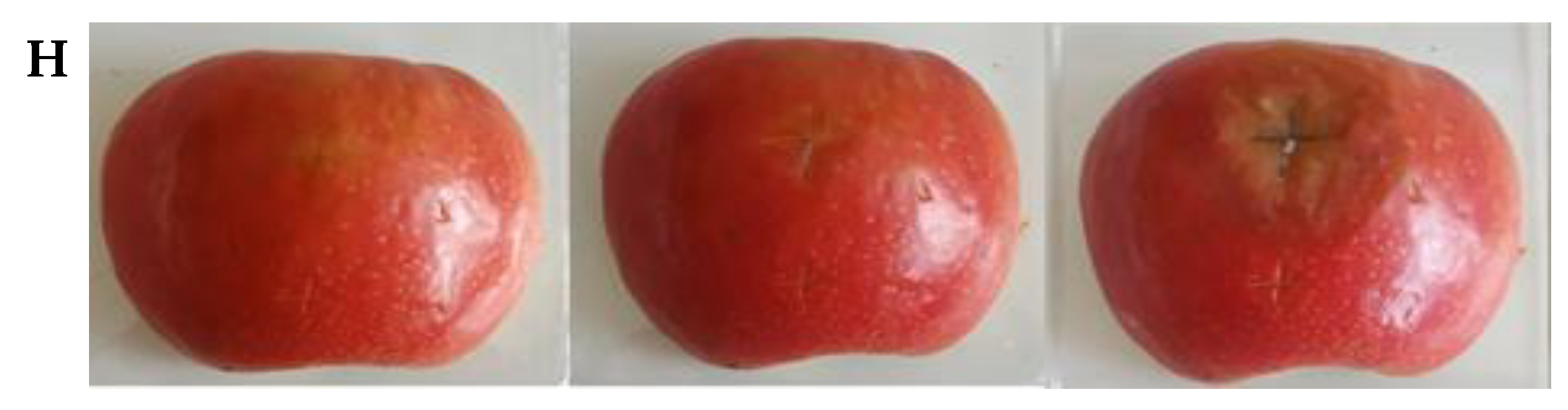 Horticulturae 08 00972 g002b