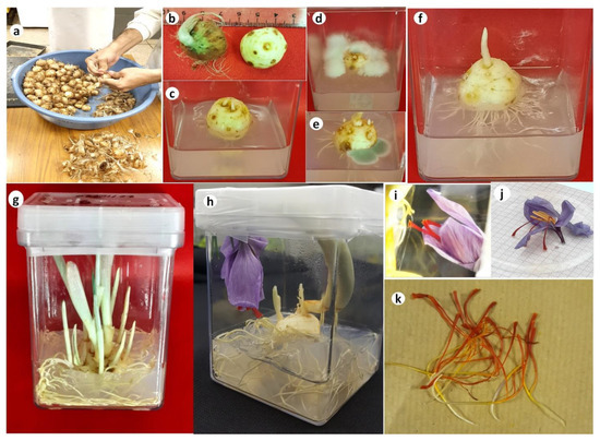 Horticulturae 08 00973 g001