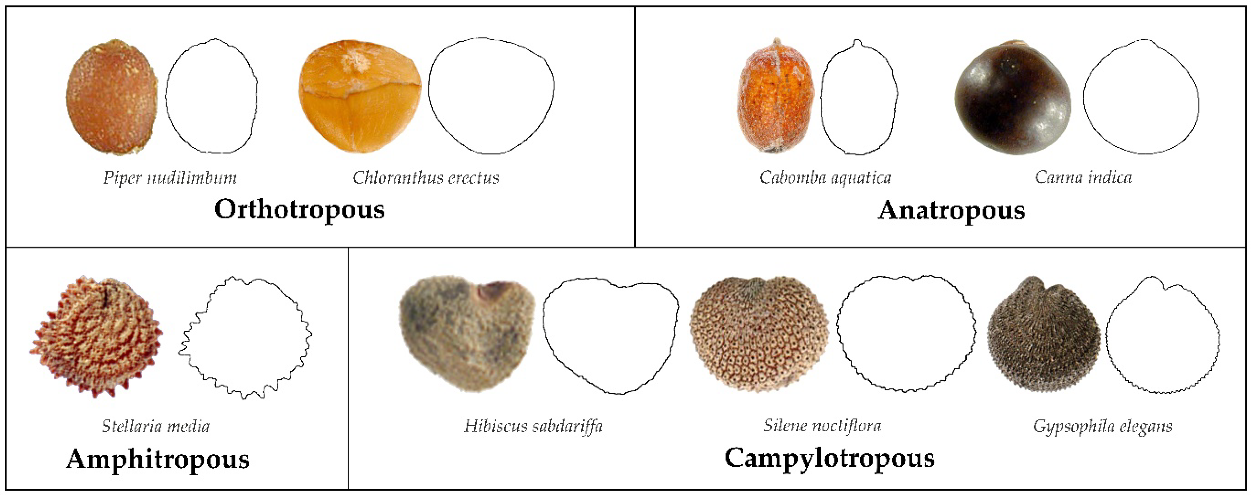 Horticulturae 08 00974 g005
