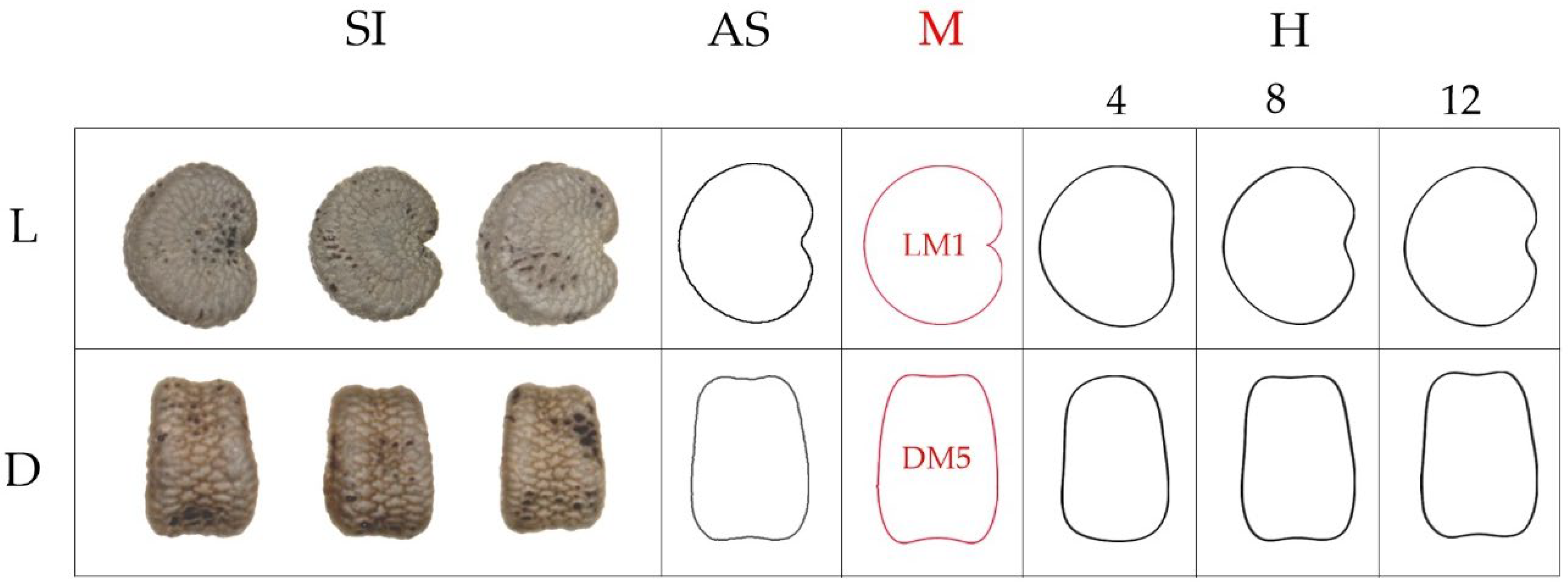 Horticulturae 08 00974 g010